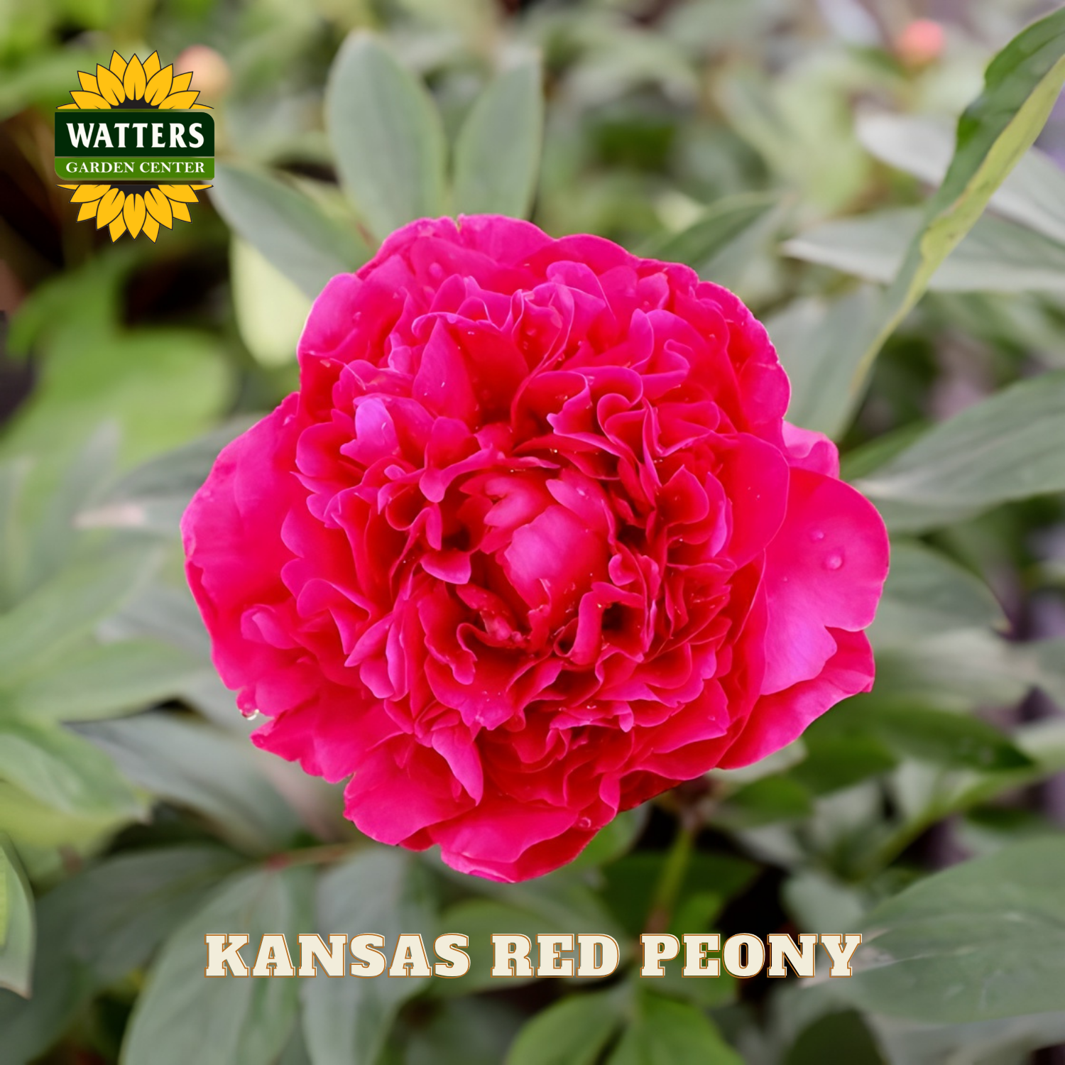 Pink peony flower with 'Watters Garden Center' logo and 'Kansas Red Peony' text.