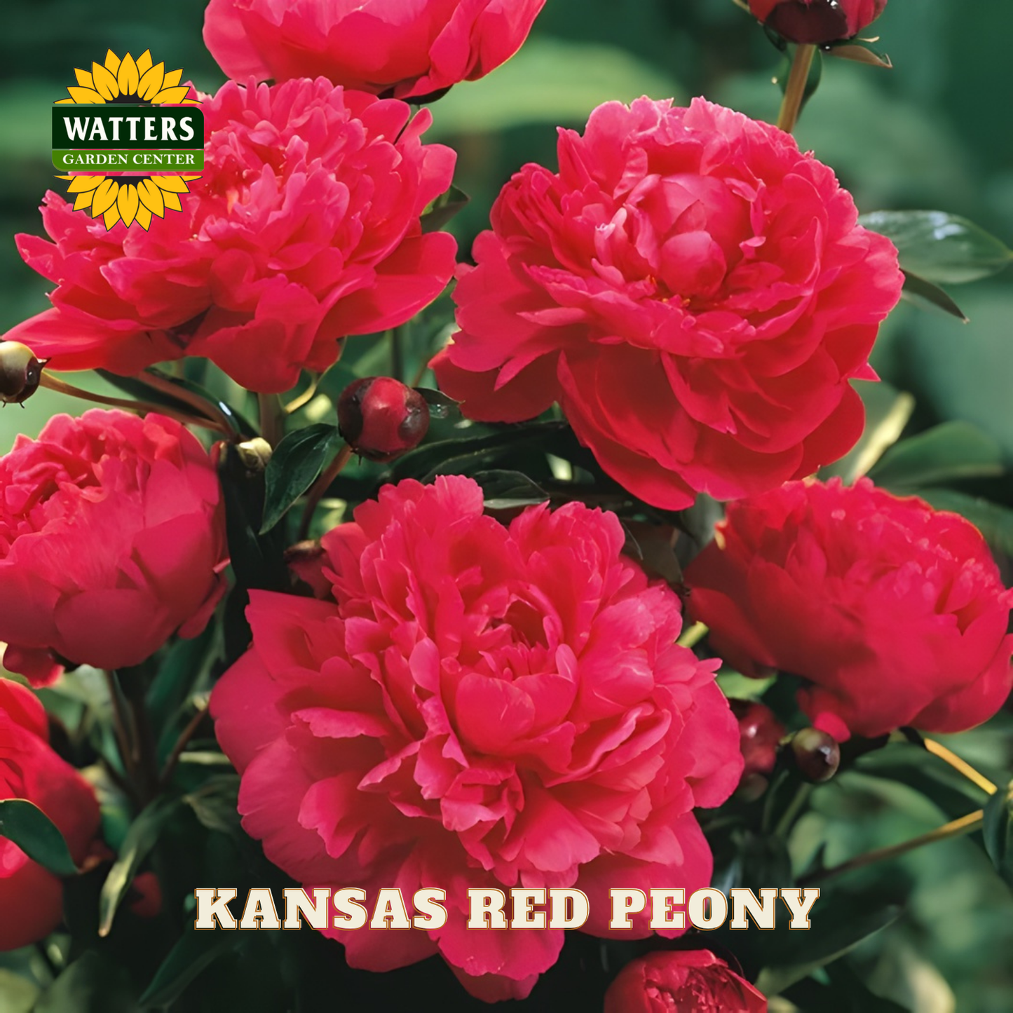 Pink peony flowers with 'Watters Garden Center' logo and 'Kansas Red Peony' text.