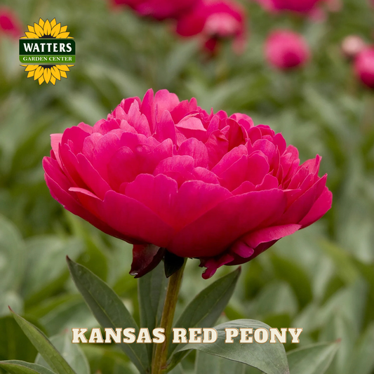 Close-up of a Kansas Red Peony with Watters Garden Center logo.