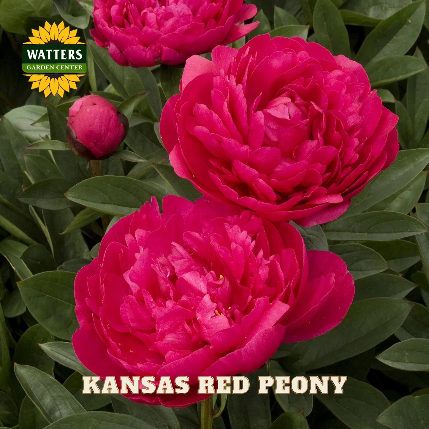 Two vibrant pink Kansas Red Peony flowers with Watters Garden Center logo.