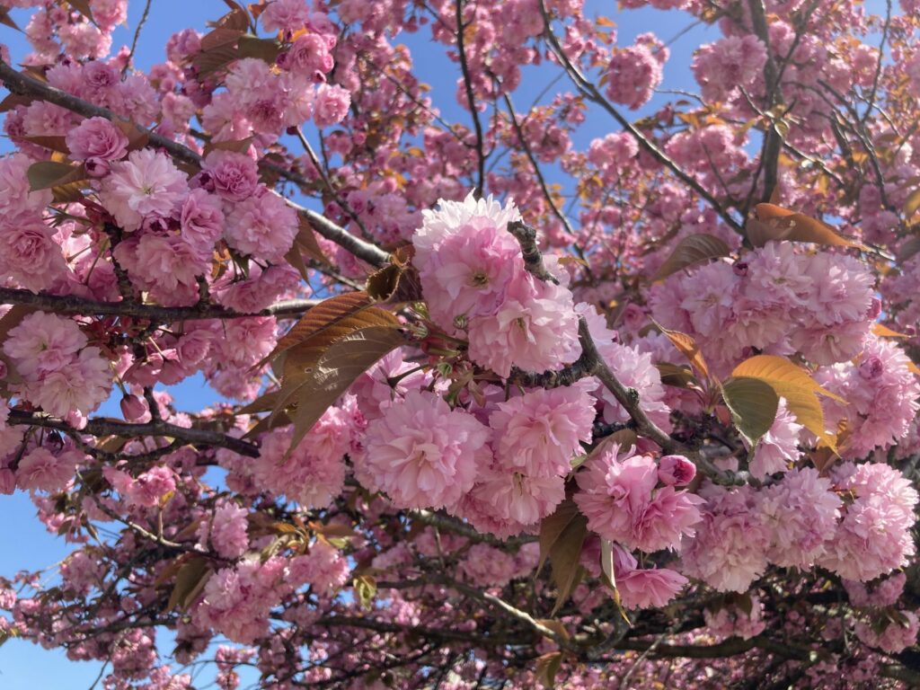 WEEPING FLOWERING CHERRY TREE 5gal