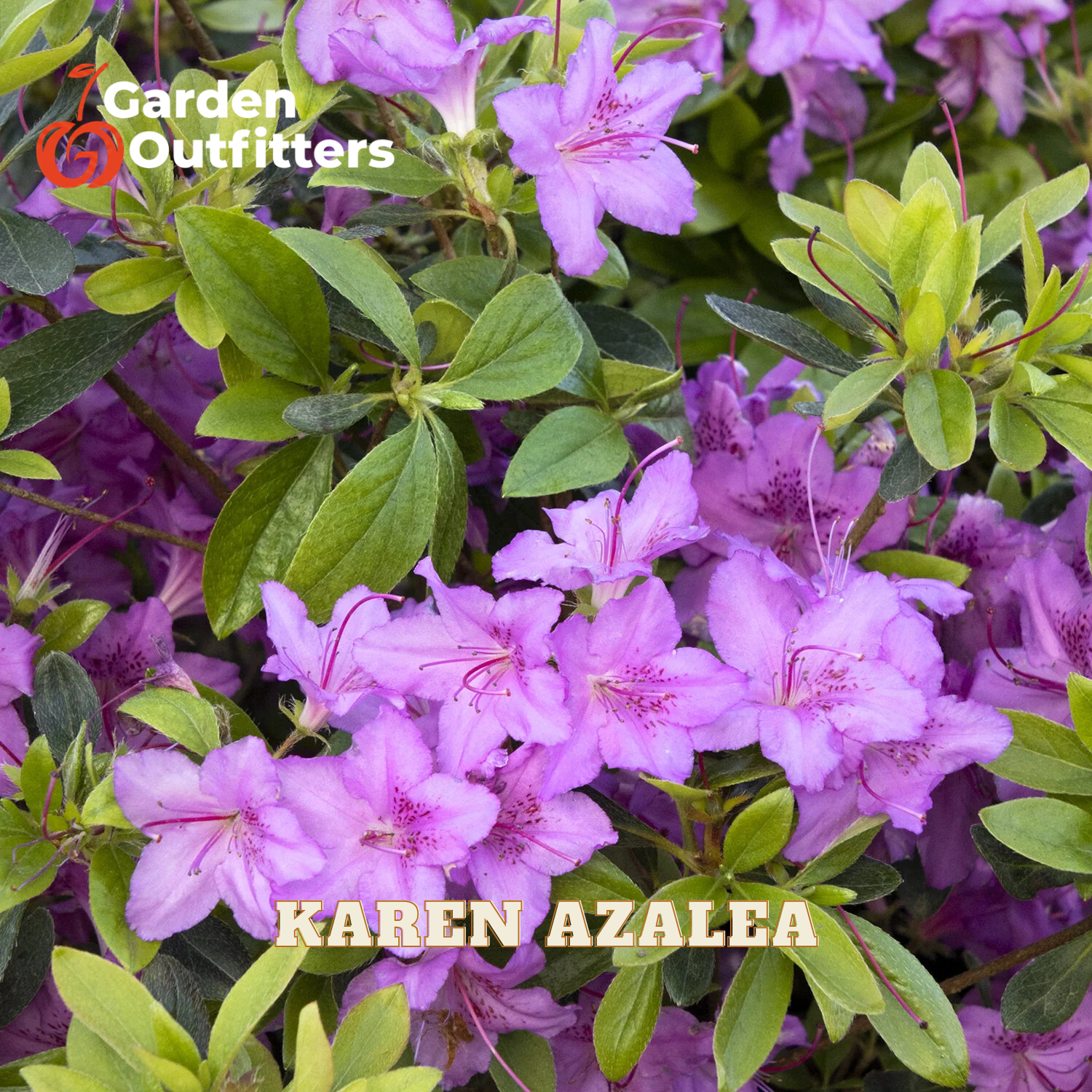 Purple azalea flowers with green leaves, featuring a Garden Outfitters logo in the top left and 'KAREN AZALEA' text at the bottom.