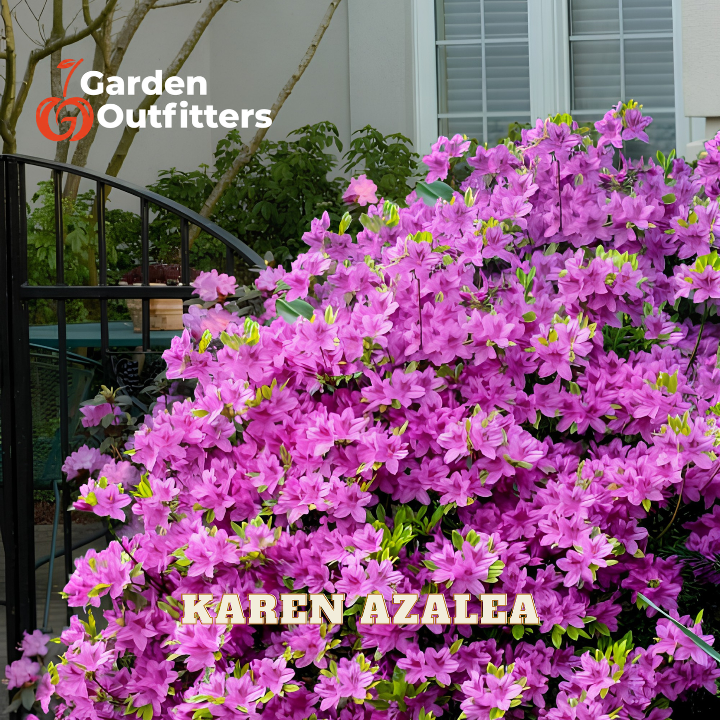 A dense cluster of bright pink azalea flowers in full bloom, shown outdoors in front of a house with a black metal gate and window shutters. The text 'Garden Outfitters' appears in the top left, and 'KAREN AZALEA' is overlaid near the bottom.