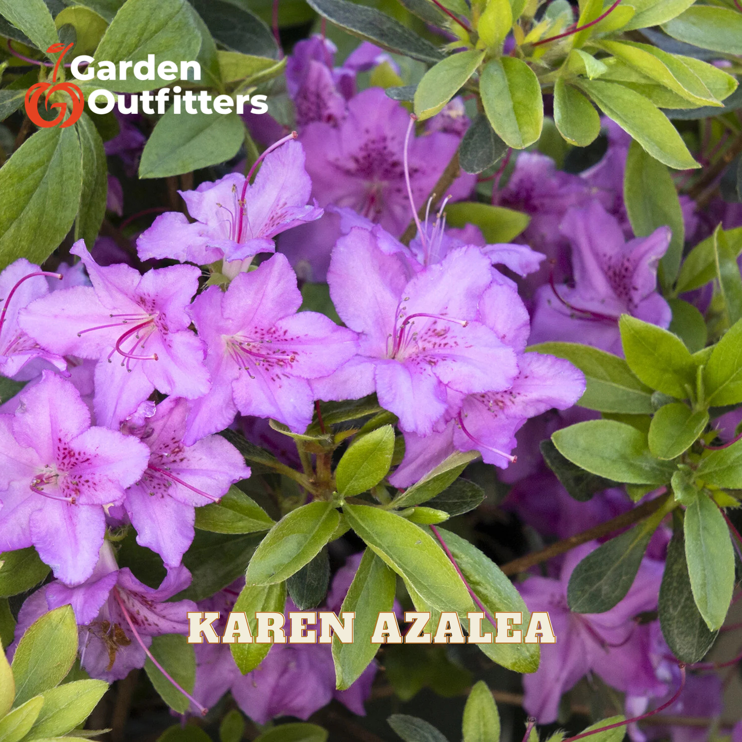 Purple azalea flowers with green leaves, featuring a Garden Outfitters logo in the top left and 'KAREN AZALEA' text at the bottom.