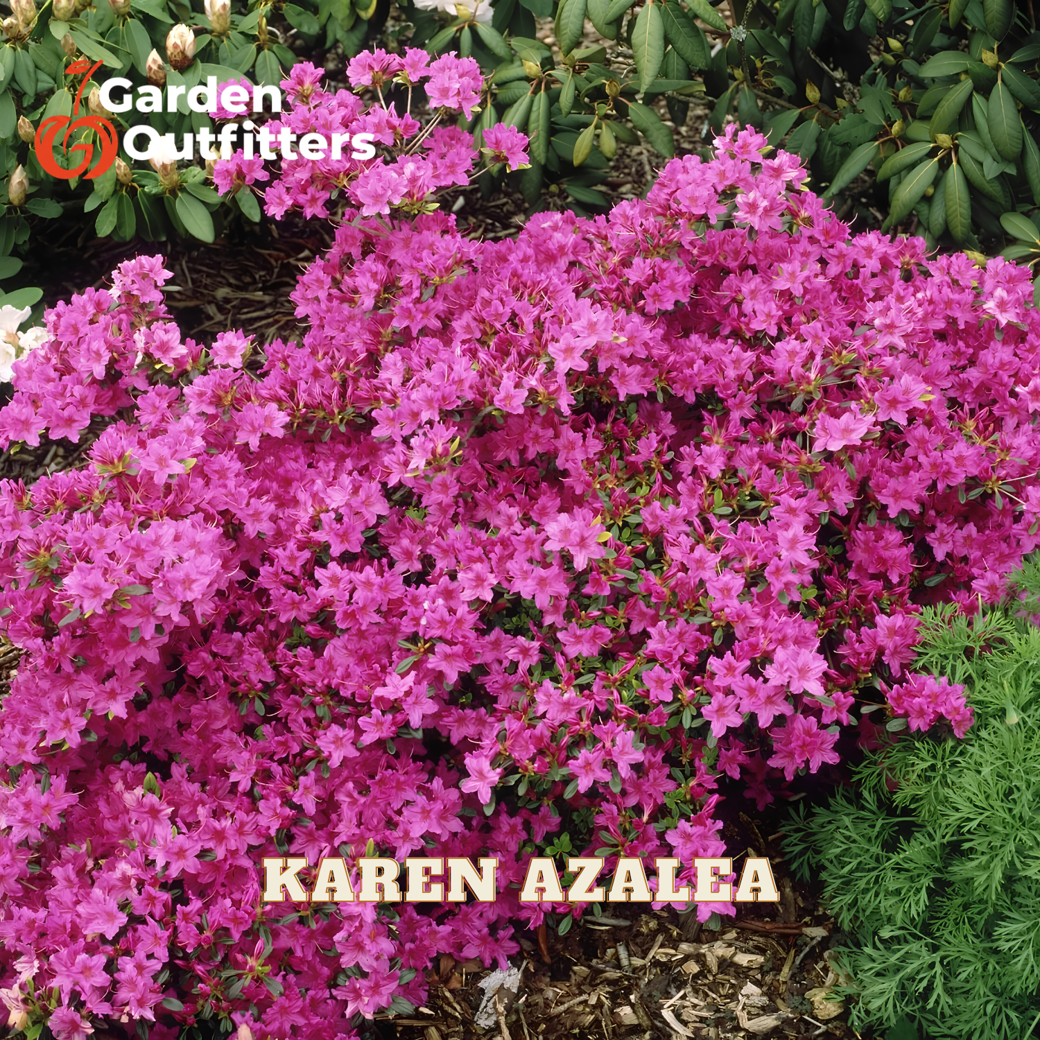 A dense cluster of bright pink azalea flowers in full bloom, with green foliage and mulch visible around it. The text 'Karen Azalea' appears near the bottom, and a 'Garden Outfitters' logo appears in the top left corner.