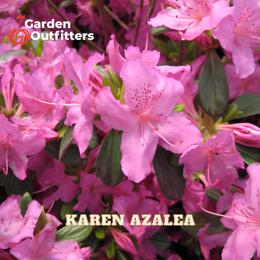 Pink azalea flowers with dark green leaves, featuring 'Garden Outfitters' branding in the top left and 'KAREN AZALEA' text at the bottom.