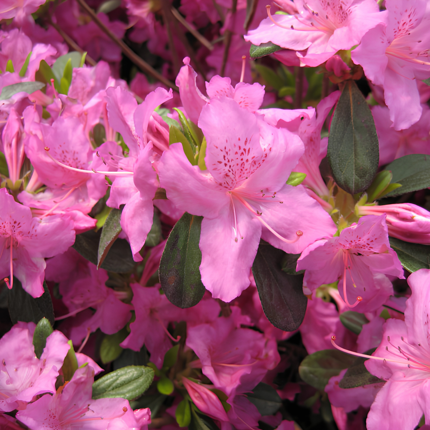 Close-up of pink azalea flowers with dark green leaves, filling the frame.