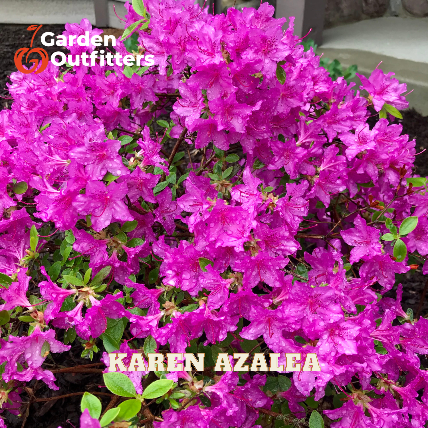 A dense cluster of bright pink azalea flowers with small green leaves, shown in a close-up garden-style photo. Text overlays read 'Garden Outfitters' and 'KAREN AZALEA'.