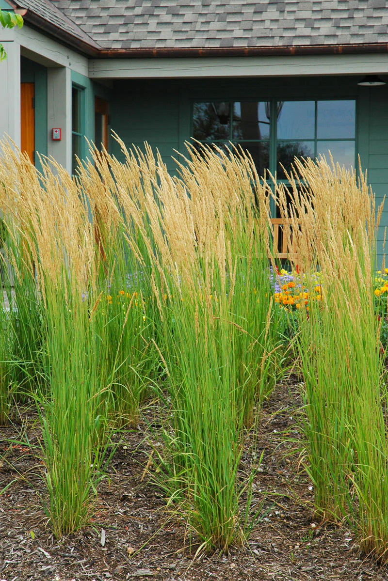 Karl Foerster Feather Reed Grass (Calamagrostis x acutiflora 'Karl Foerster') - 1 gallon