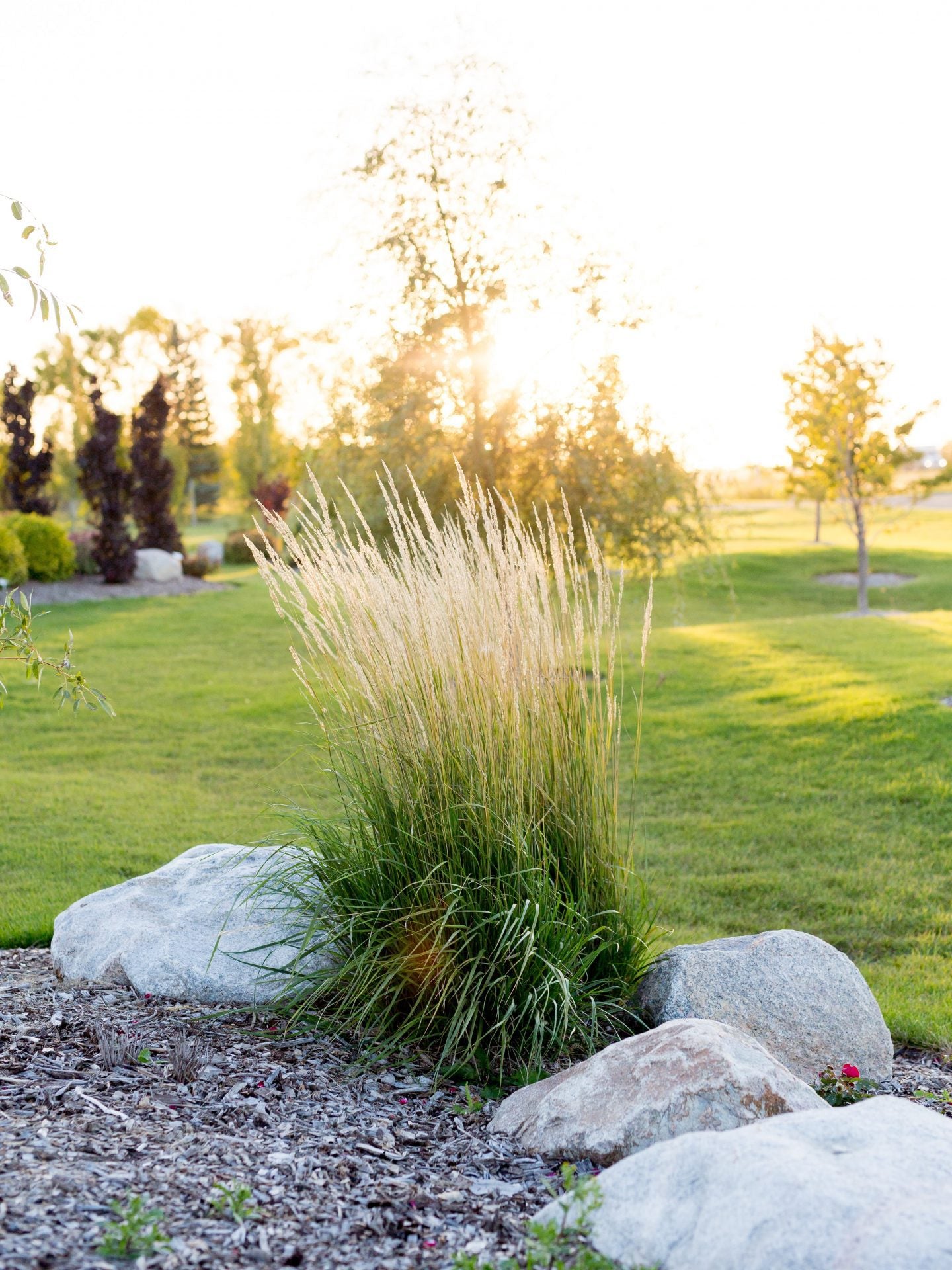 KARL FOERSTER GRASS 2gal