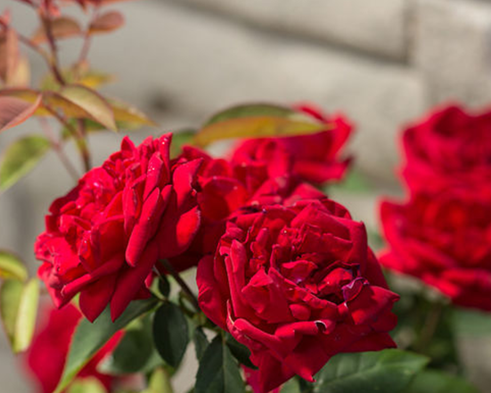 EASY ELEGANCE KASHMIR DARK RED ROSE 2gal