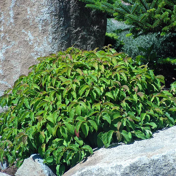 REDTWIG DOGWOOD 5 gal