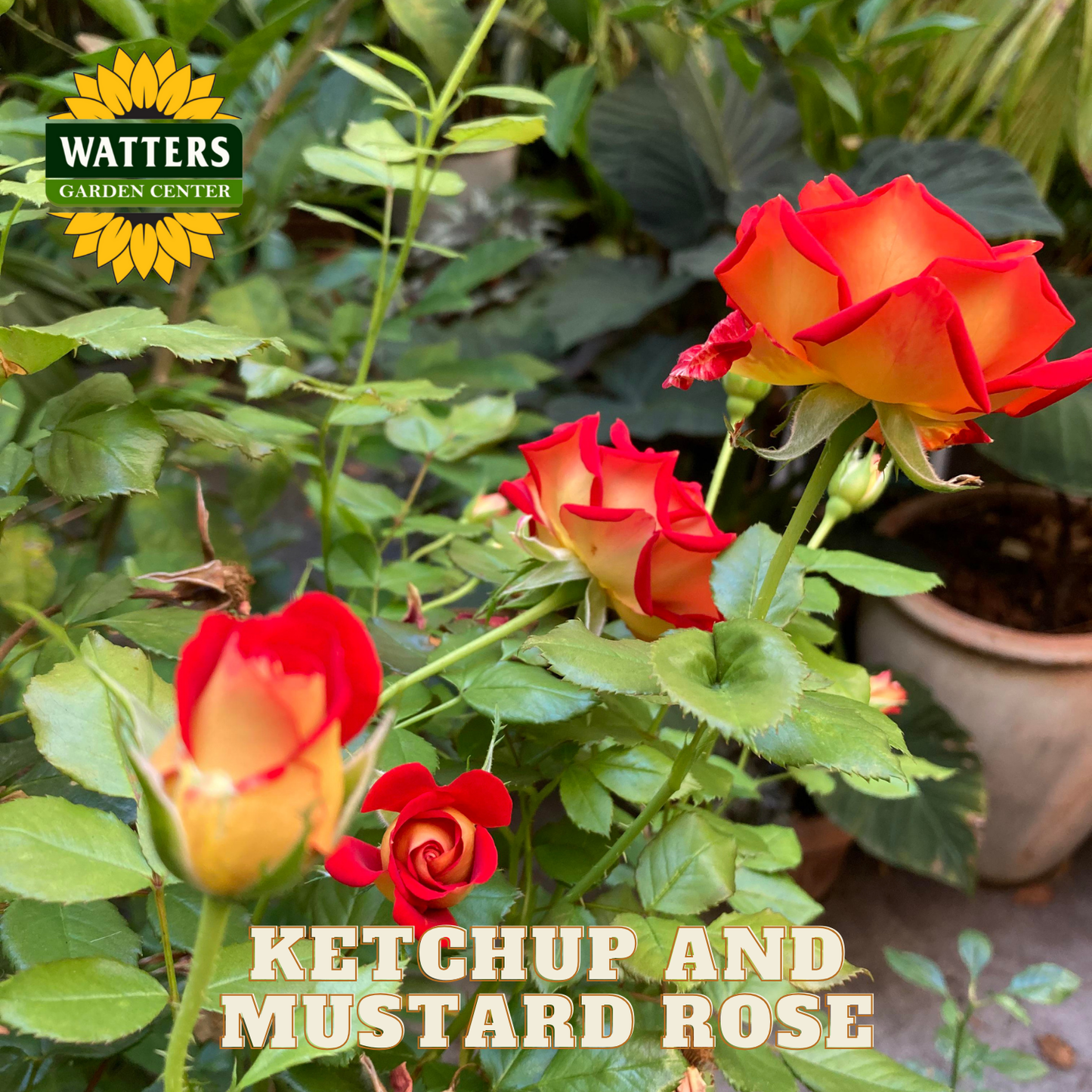 Red and yellow roses with 'Watters Garden Center' logo in the background