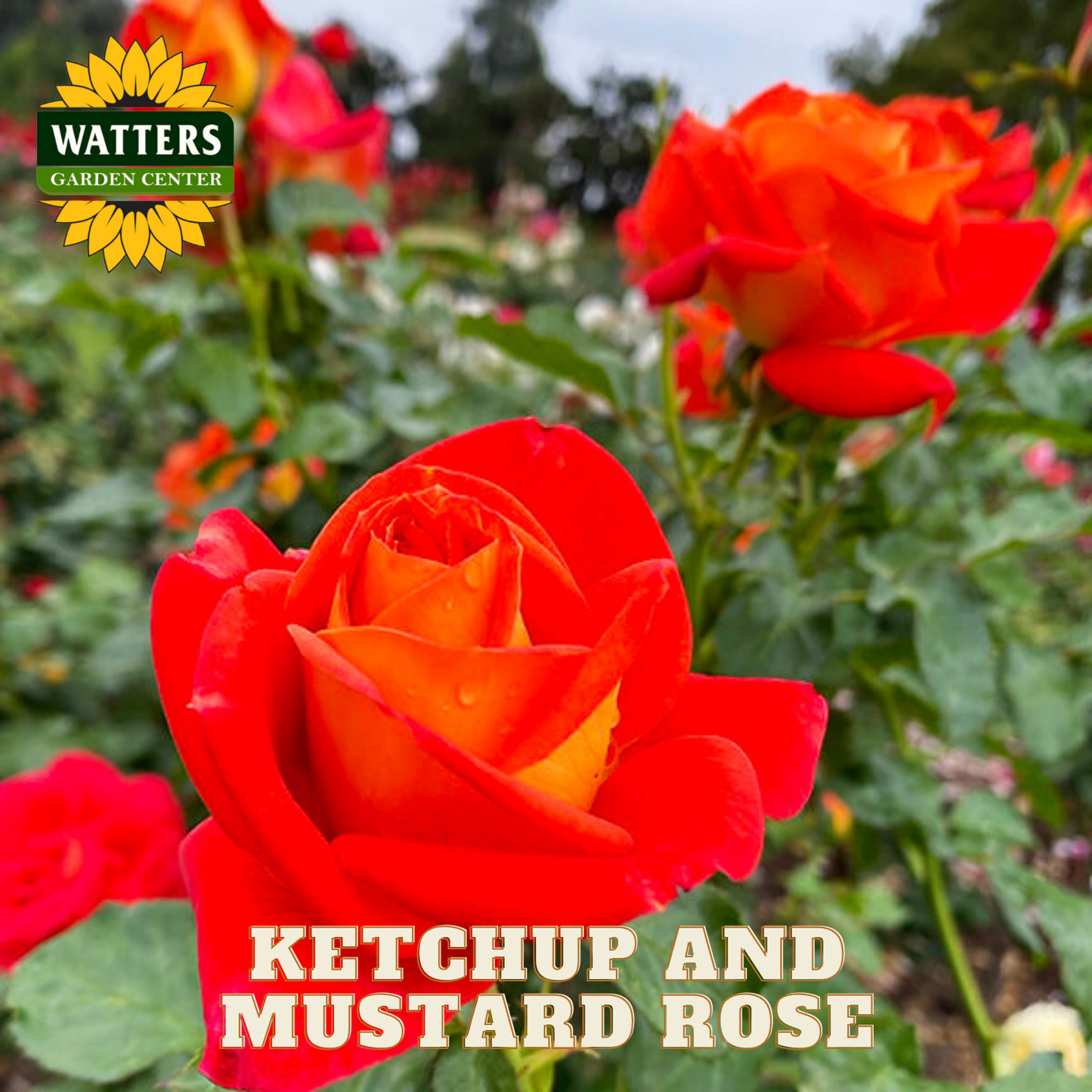 Yellow and red Ketchup and Mustard Roses in a garden.