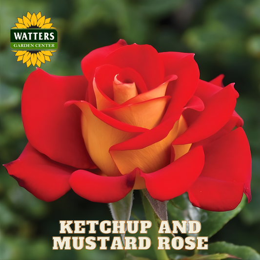 Yellow and Red Ketchup and Mustard Rose on a green background with Watters Garden Center Logo.