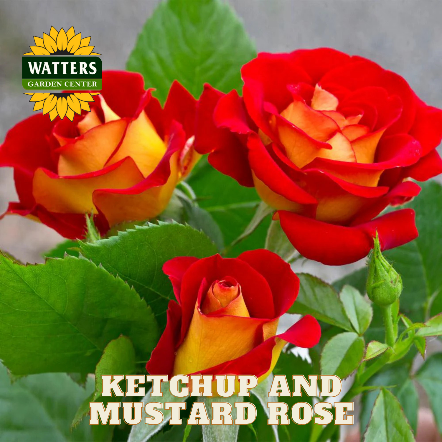 Red and yellow roses with 'Watters Garden Center' logo and text 'Ketchup and Mustard Rose'.