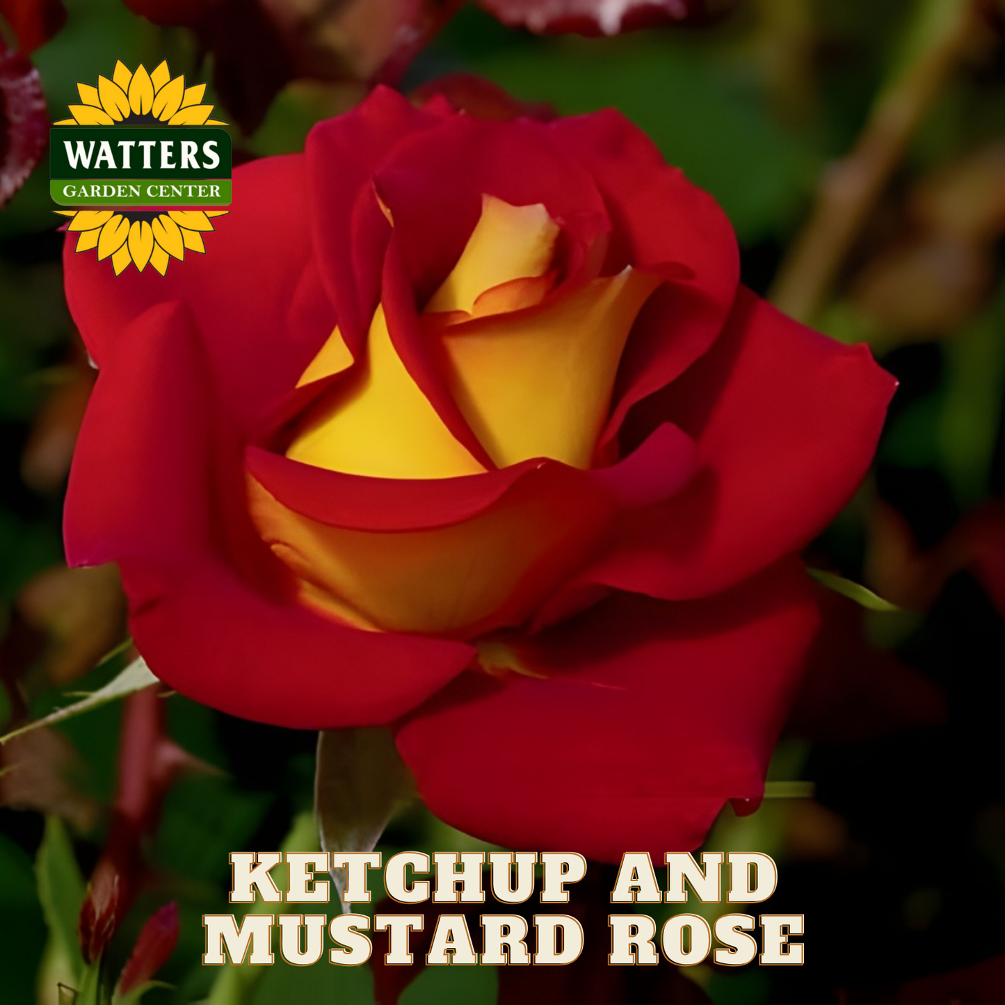 Red and yellow rose with 'Watters Garden Center' logo and text 'Ketchup and Mustard Rose'.