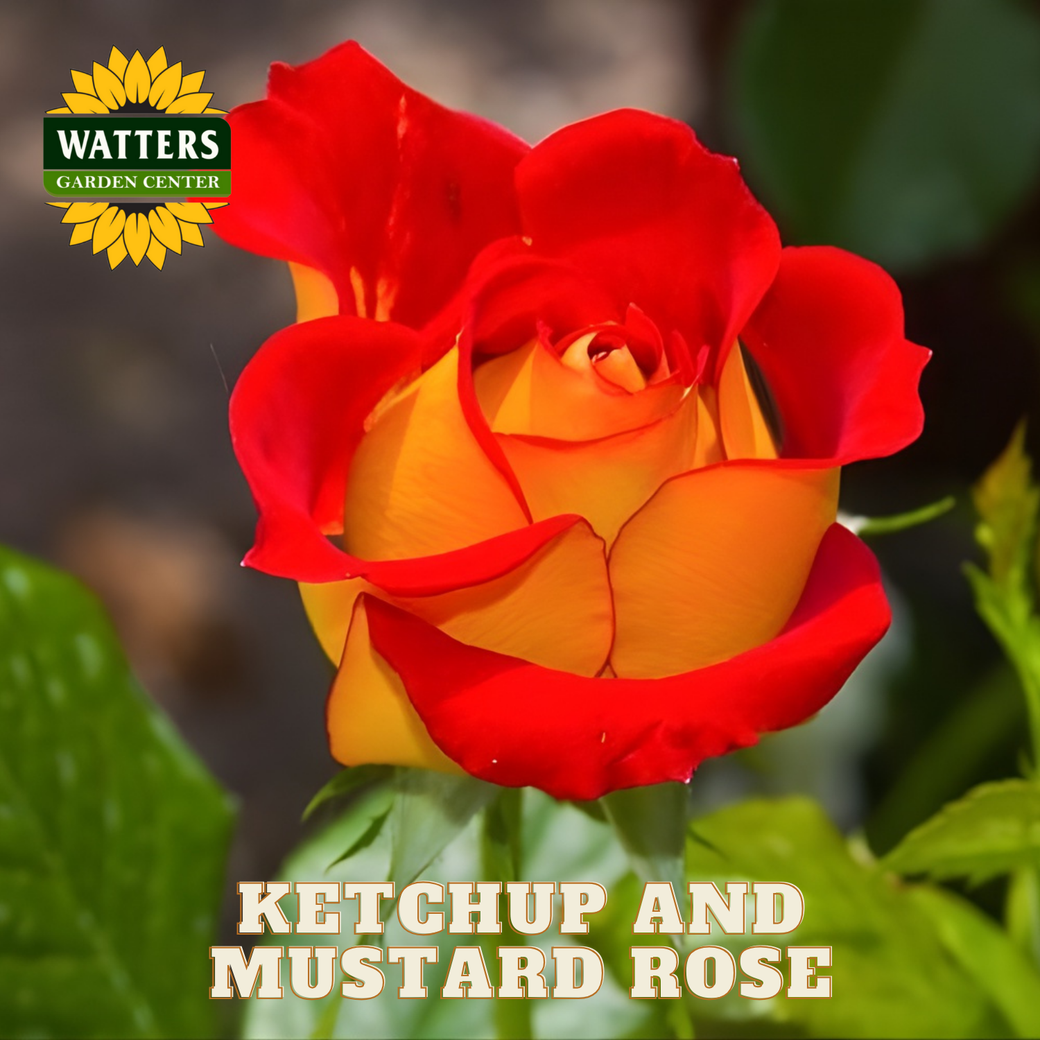 Red and orange rose with 'Watters Garden Center' logo and text 'Ketchup and Mustard Rose'.