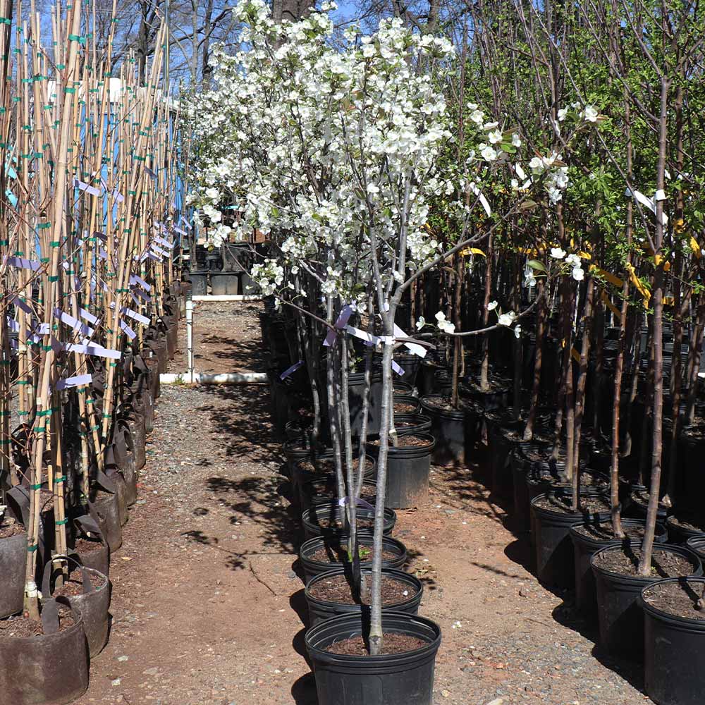 RED ANJOU PEAR TREE 7gal