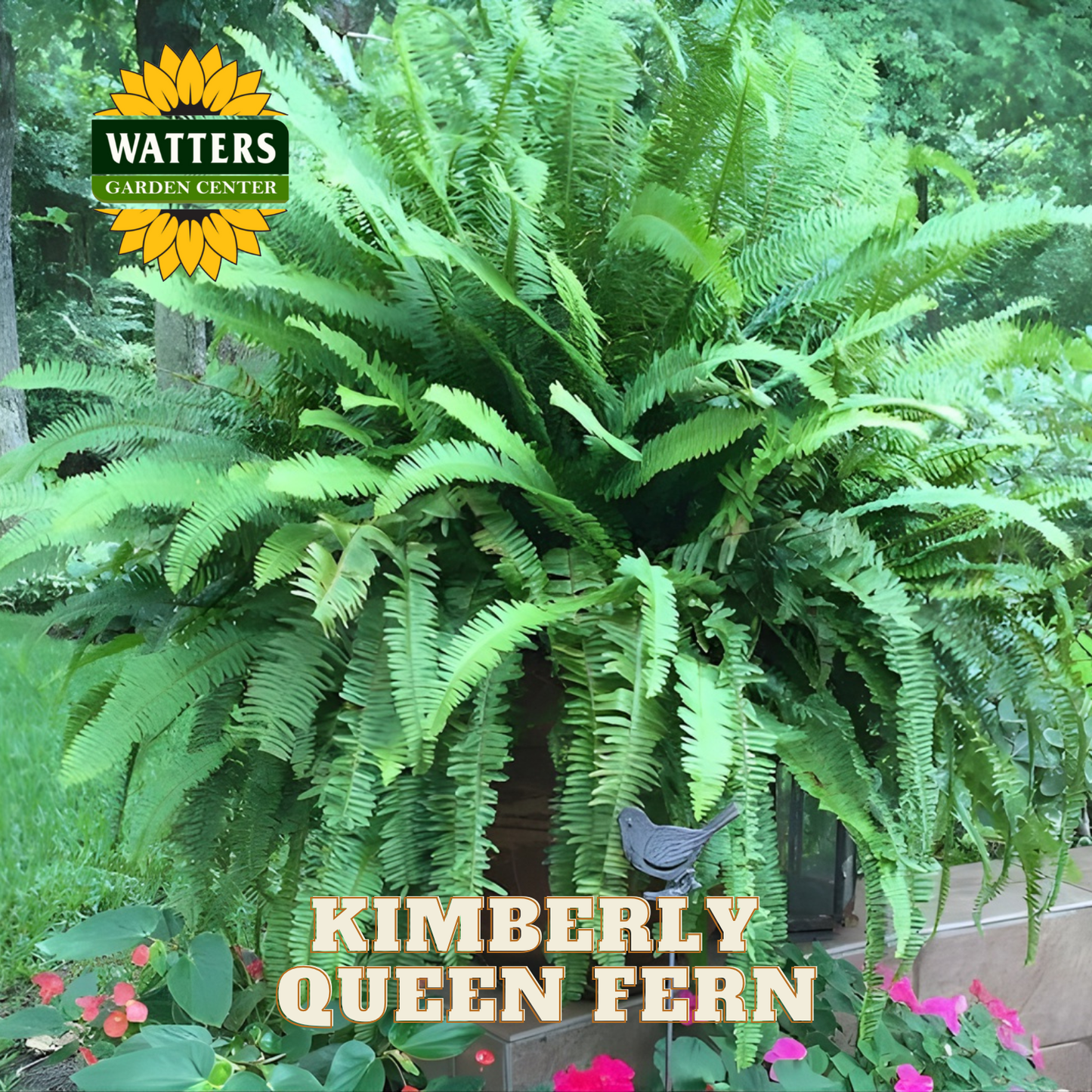 Large green fern plant with 'Watters Garden Center' logo and 'Kimberly Queen Fern' text.
