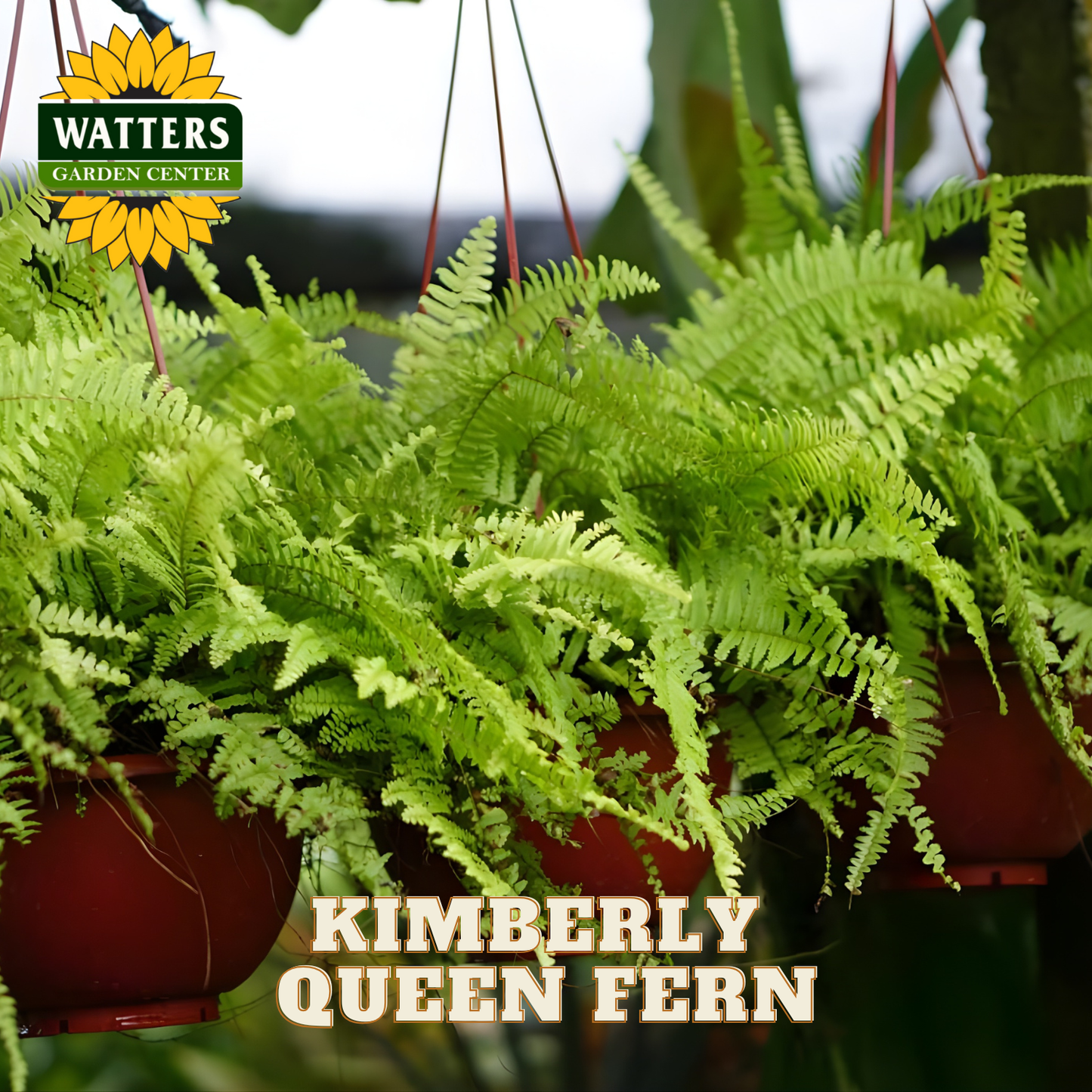 Potted Kimberly Queen Fern with Watters Garden Center branding.