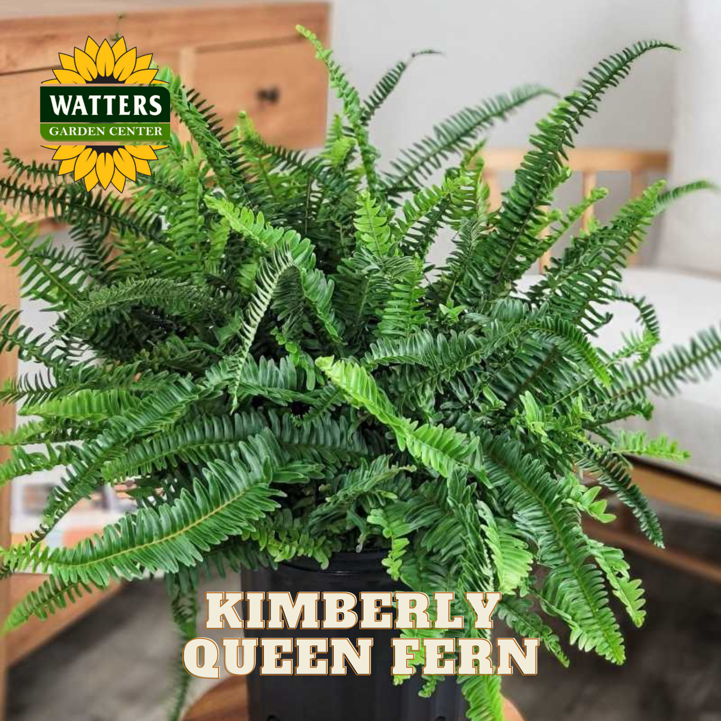 Potted Kimberly Queen Fern with Watters Garden Center logo