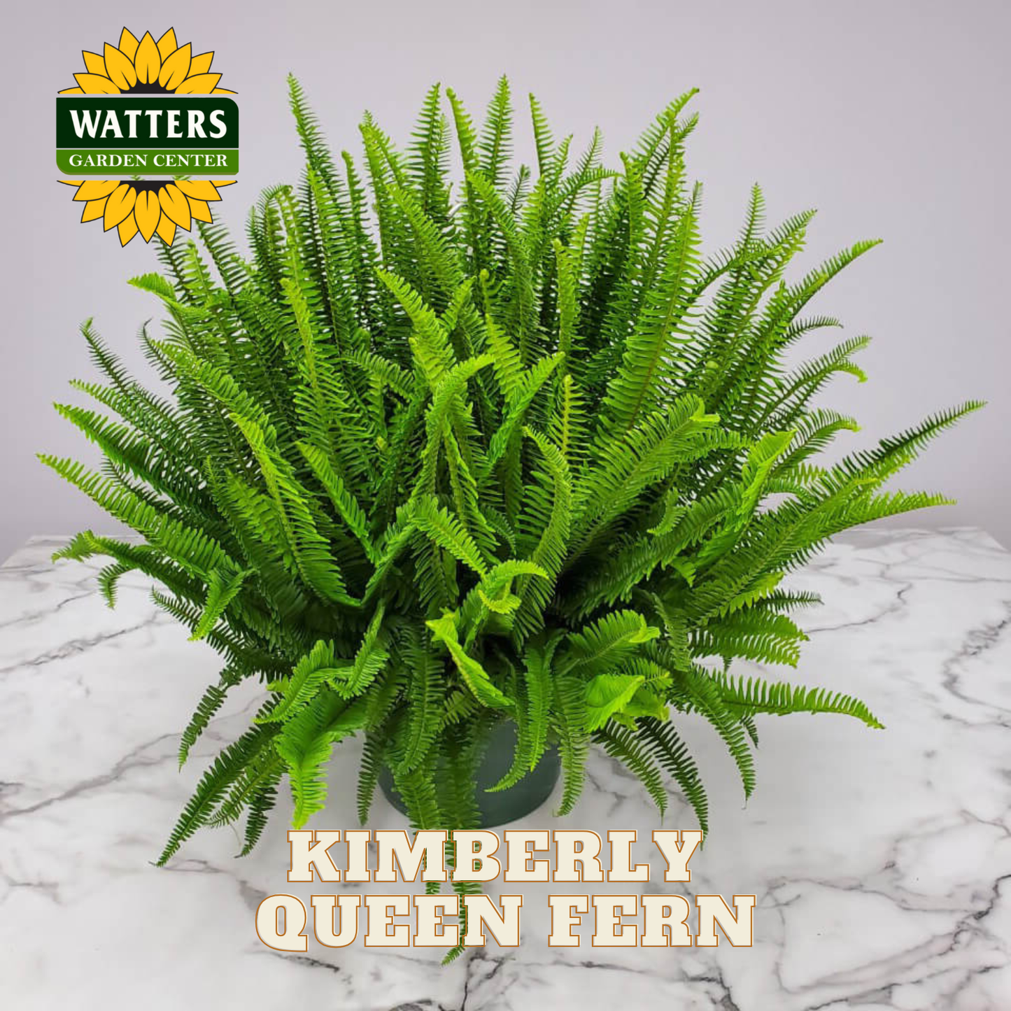 Potted Kimberly Queen Fern on a marble surface with Watters Garden Center logo.