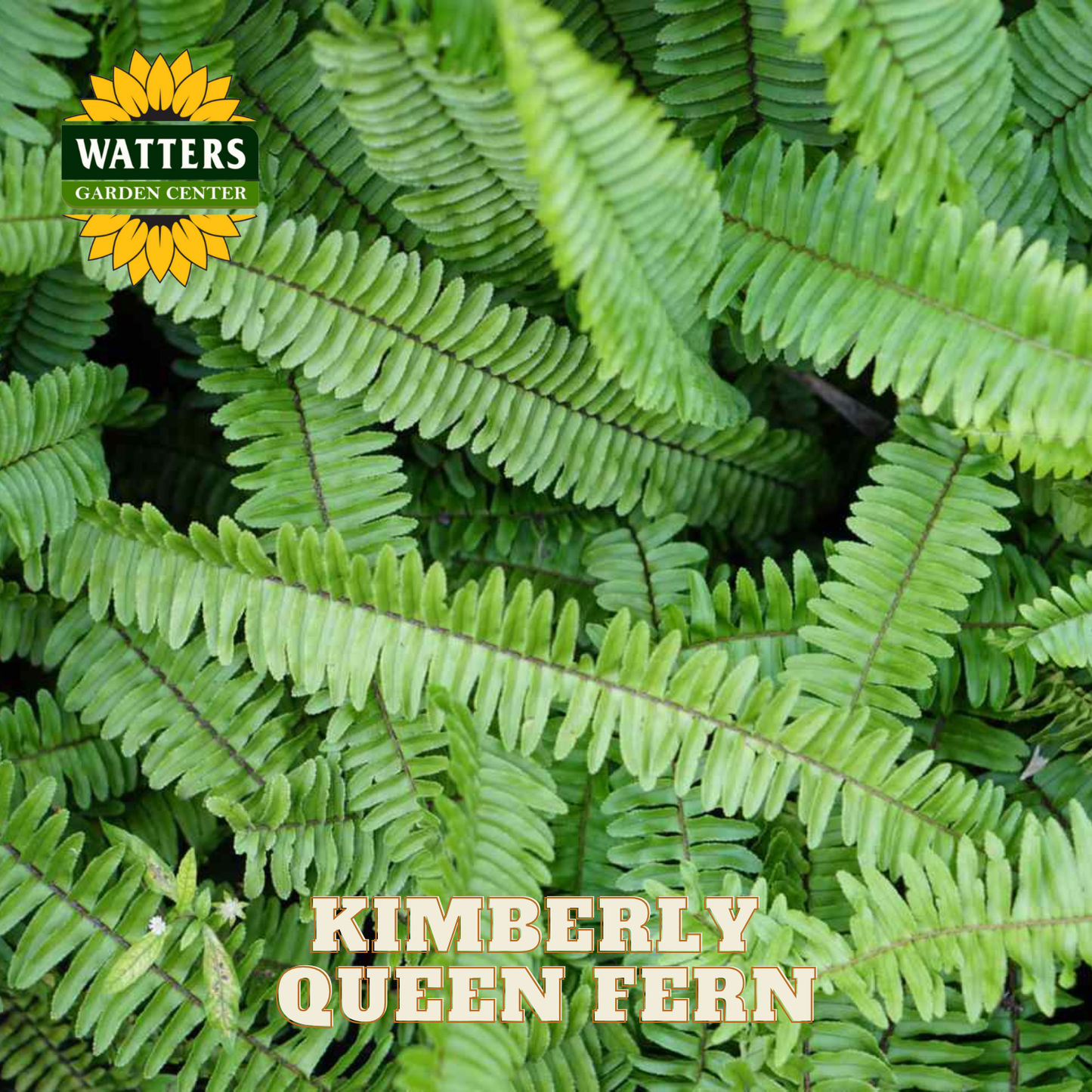 Close-up of Kimberly Queen Fern with Watters Garden Center logo.