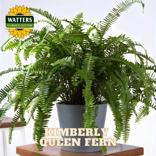 Potted Kimberly Queen Fern with Watters Garden Center logo