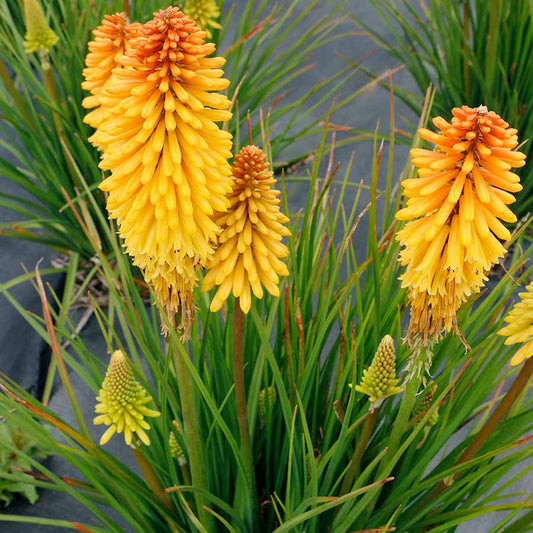 POCO BUTTER BRICKLE KNIPHOFIA 1gal