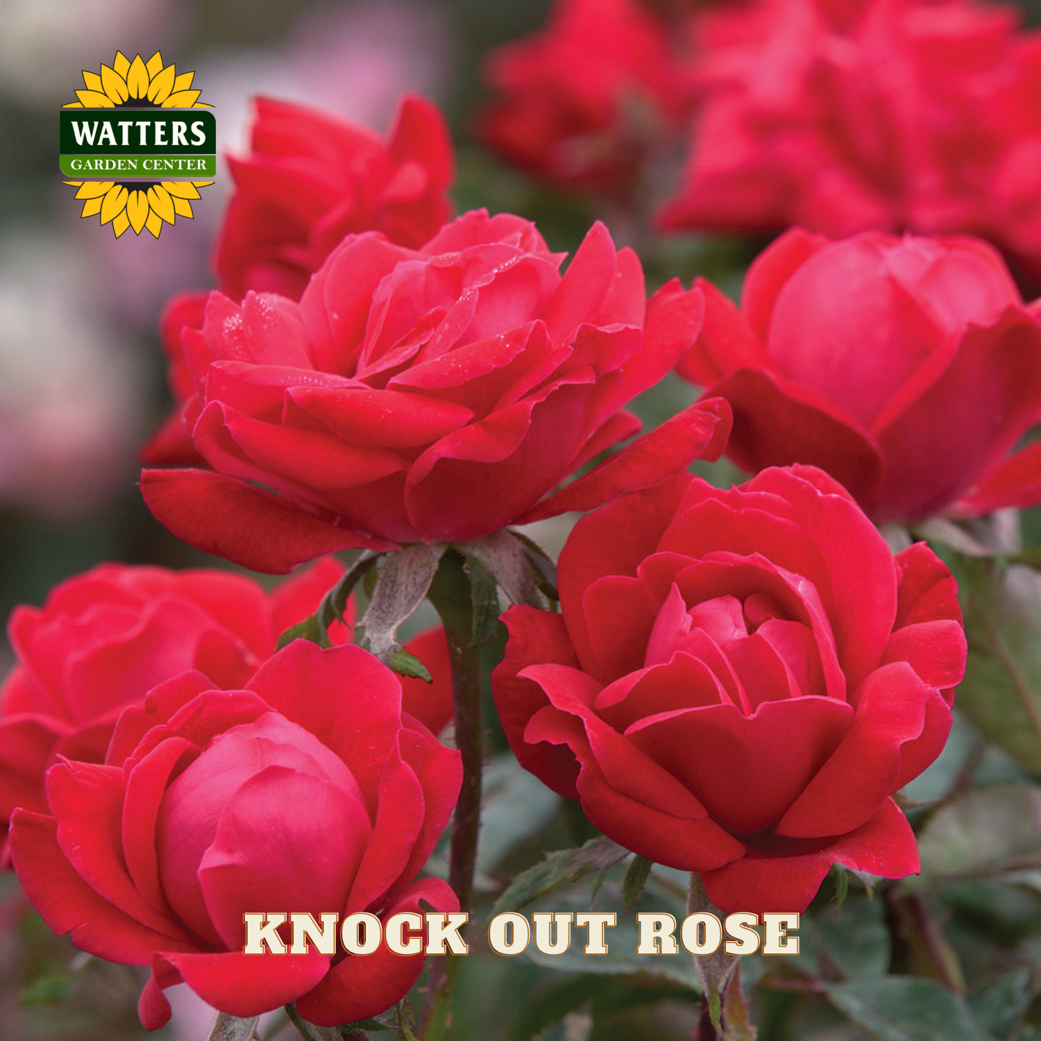 Red Knock Out roses with Watters Garden Center logo