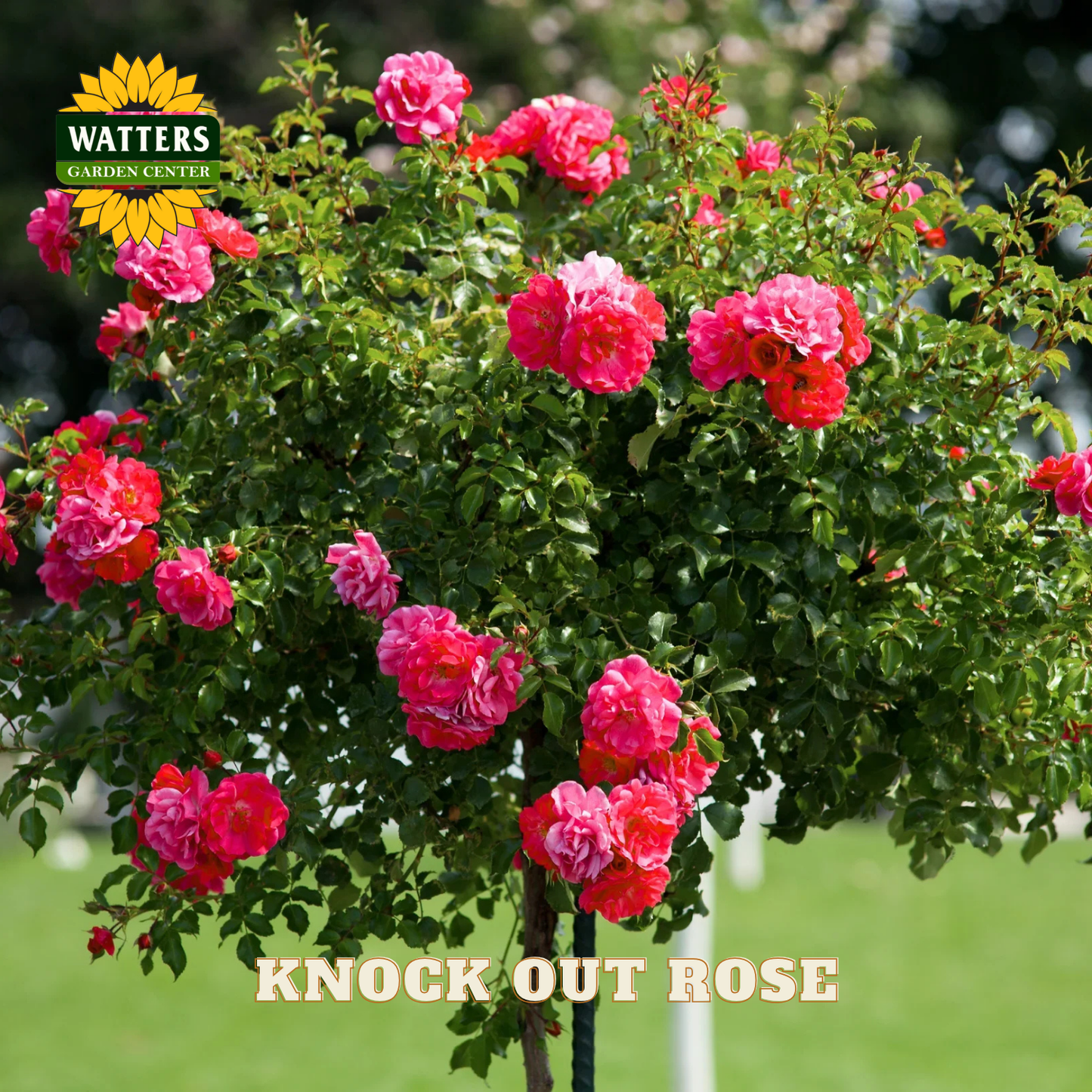 DOUBLE KNOCK OUT ROSE 5gal – Watters Garden Center