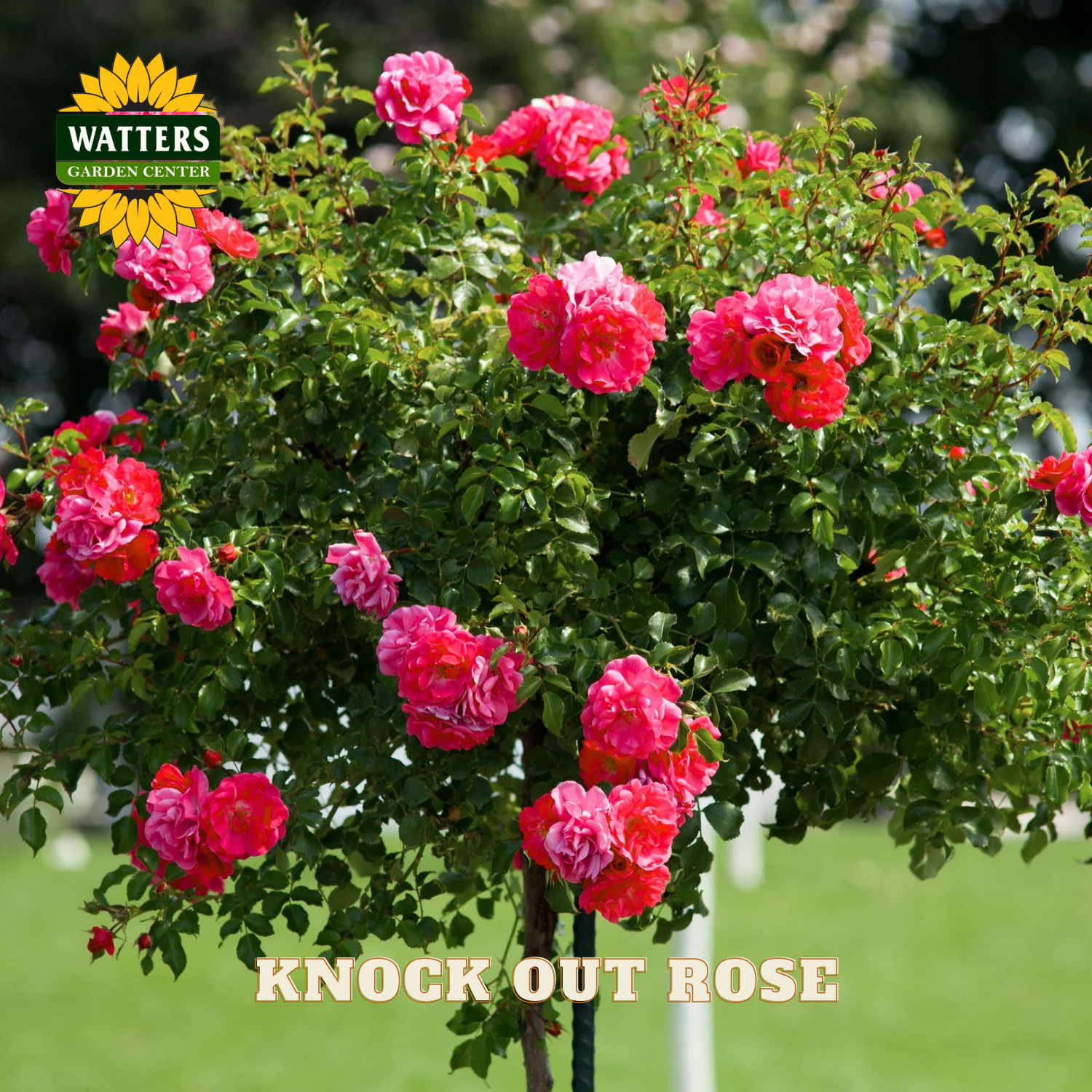 Knockout rose bush with pink flowers and green leaves, branded with Watters Garden Center.