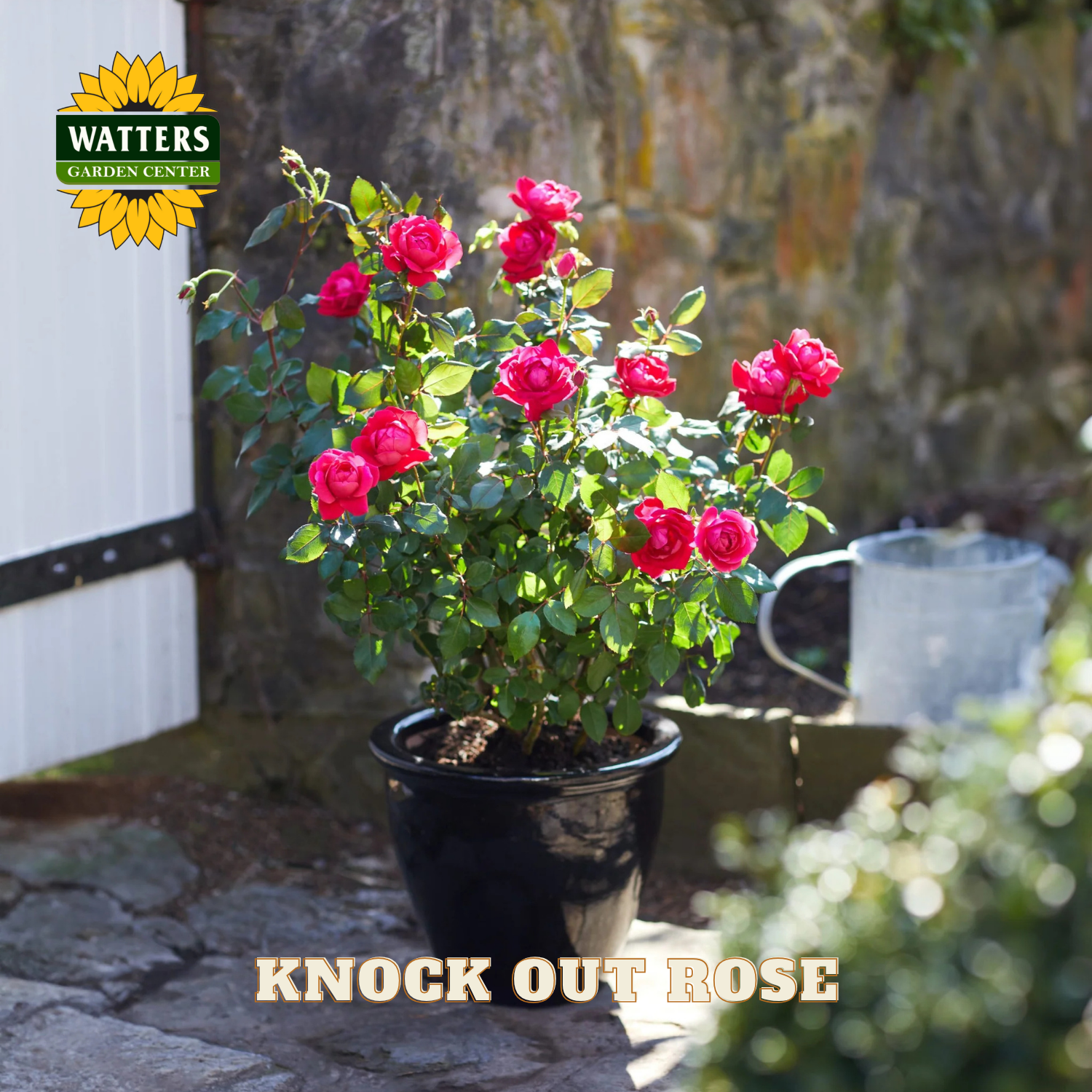 Potted Knock Out Rose plant with Watters Garden Center branding in the background.