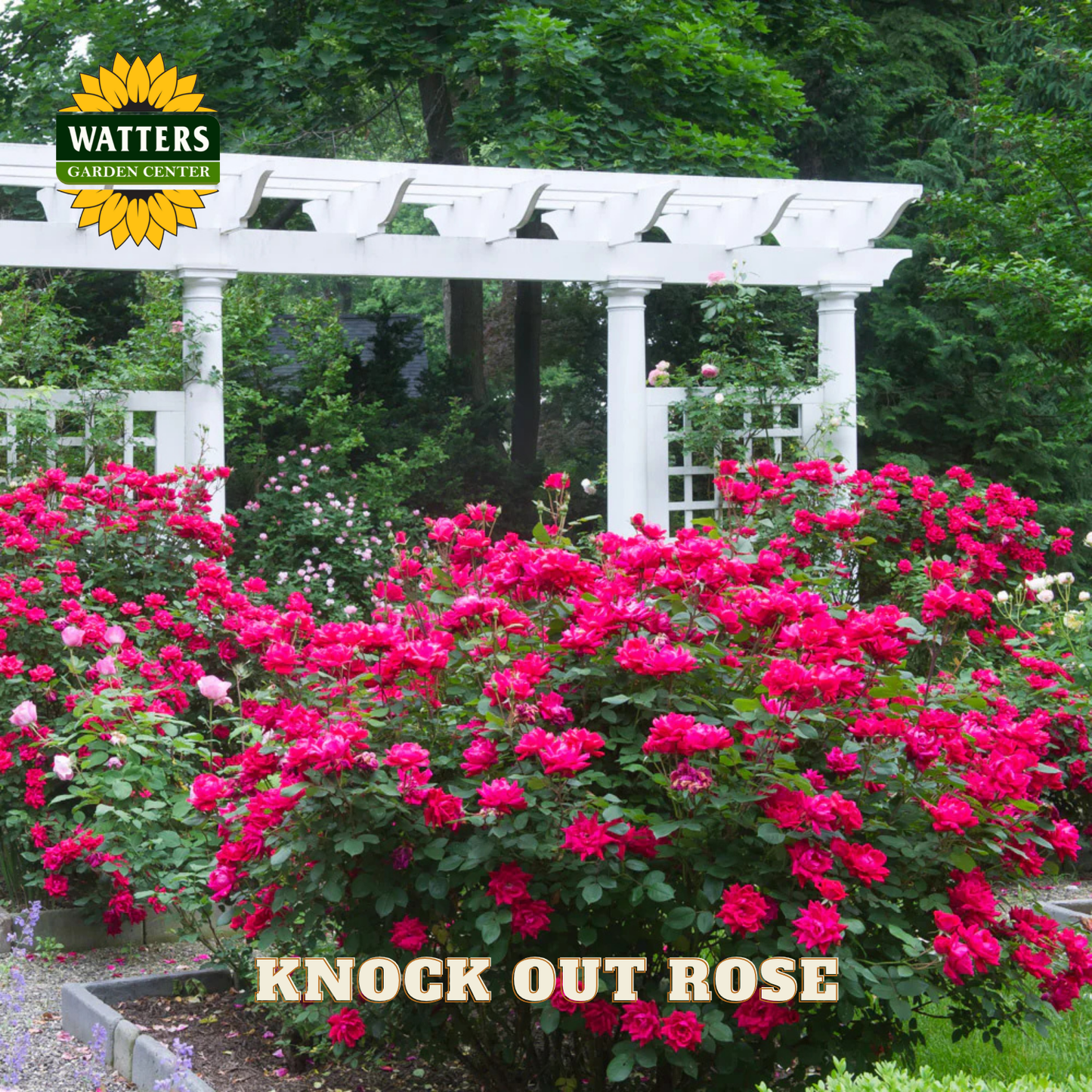 Garden scene with pink Knock Out roses and a white pergola, featuring Watters Garden Center branding.