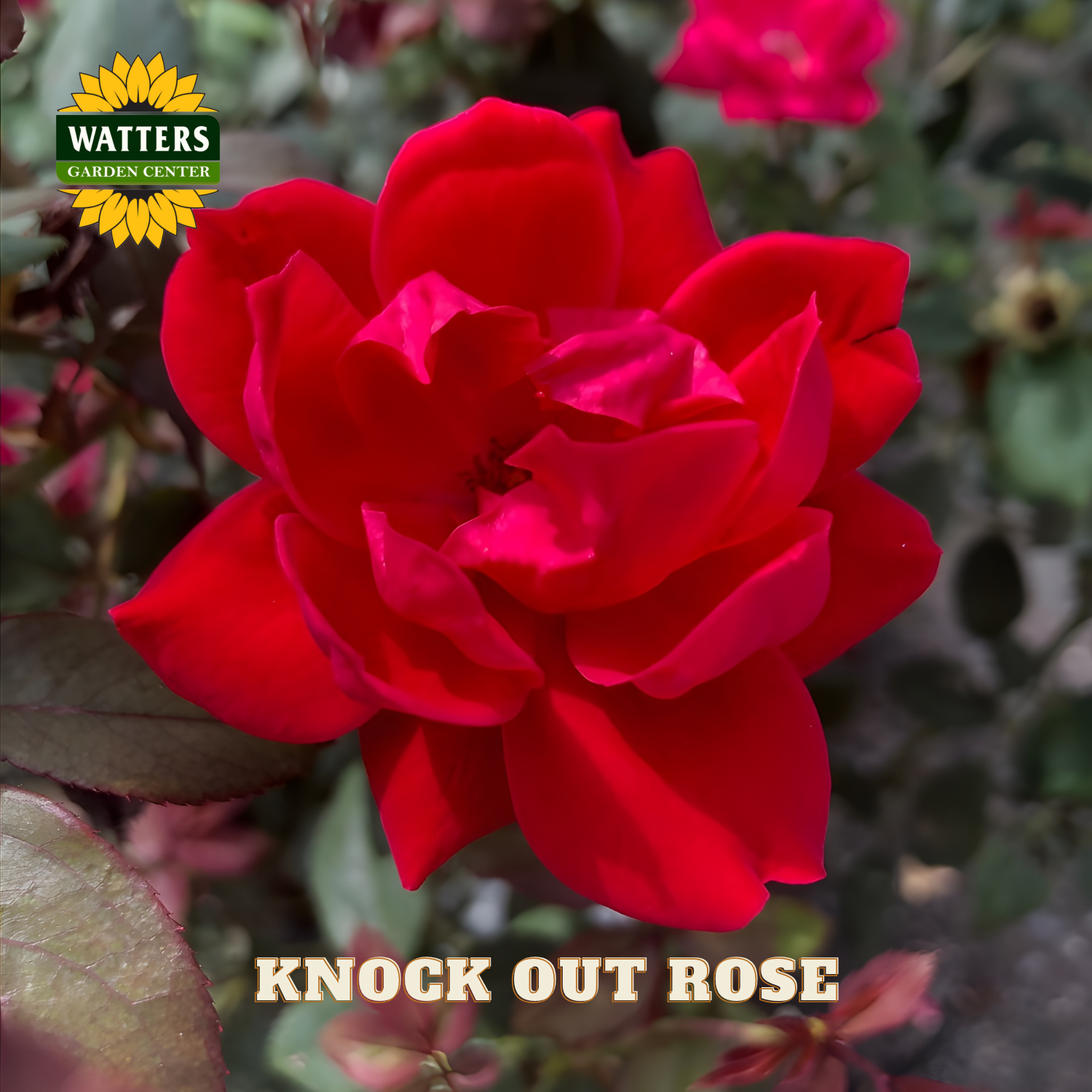 Red rose with 'Watters Garden Center' logo and 'Knock Out Rose' text.