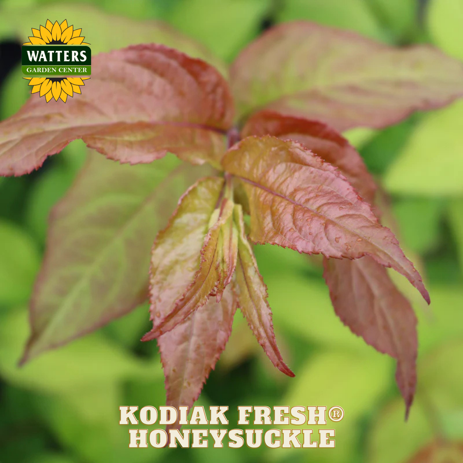 Kodiak Fresh Honeysuckle plant with Watters Garden Center logo.