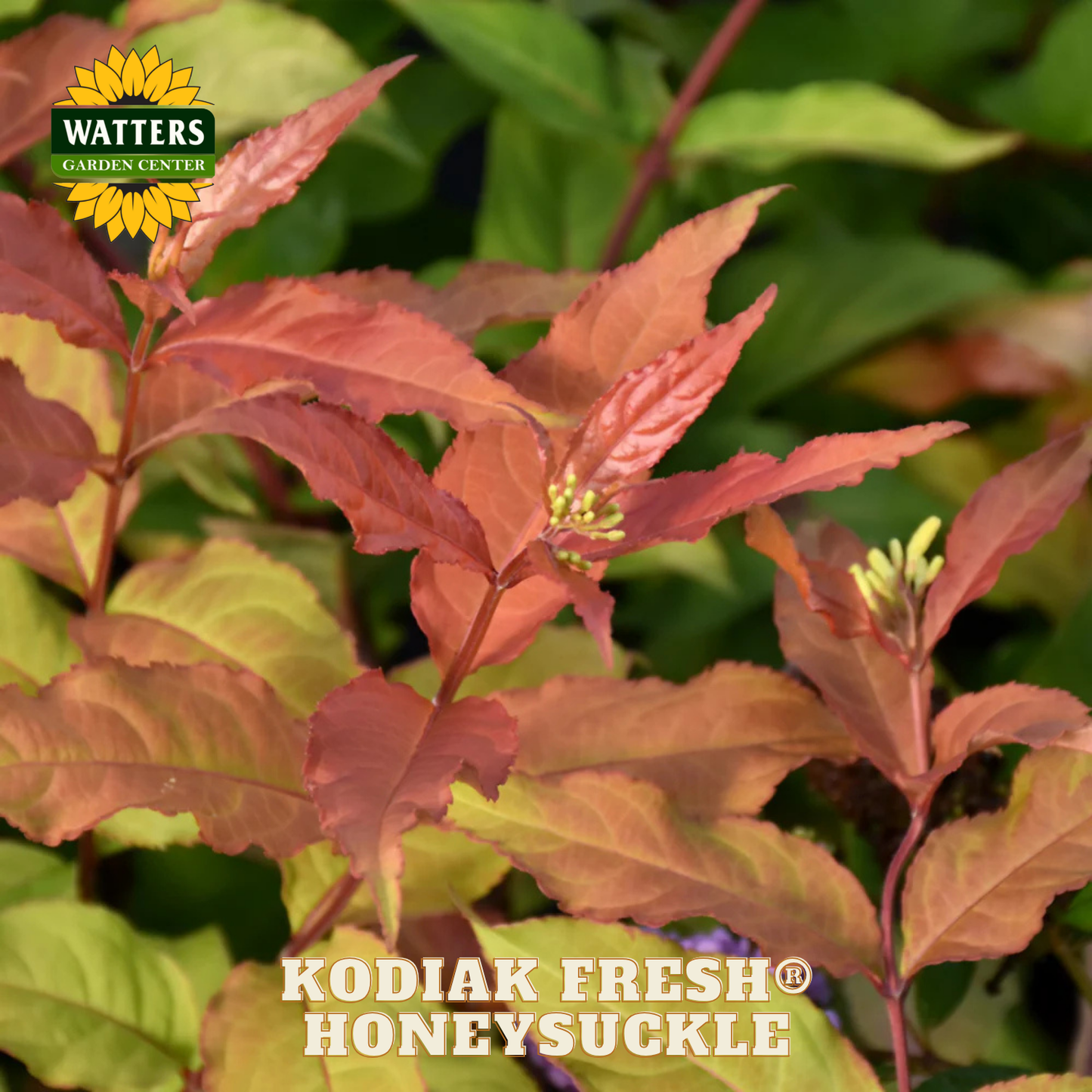 Kodiak Fresh Honeysuckle plant with Watters Garden Center logo.