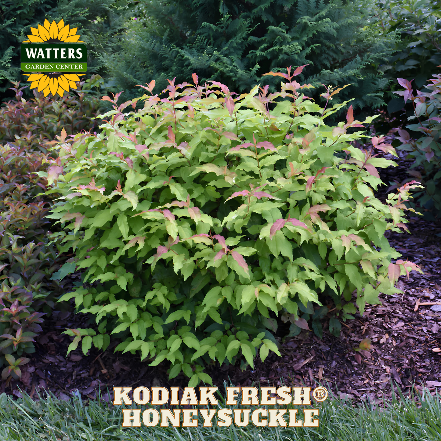 Kodiak Fresh Honeysuckle plant with Watters Garden Center logo in the corner.