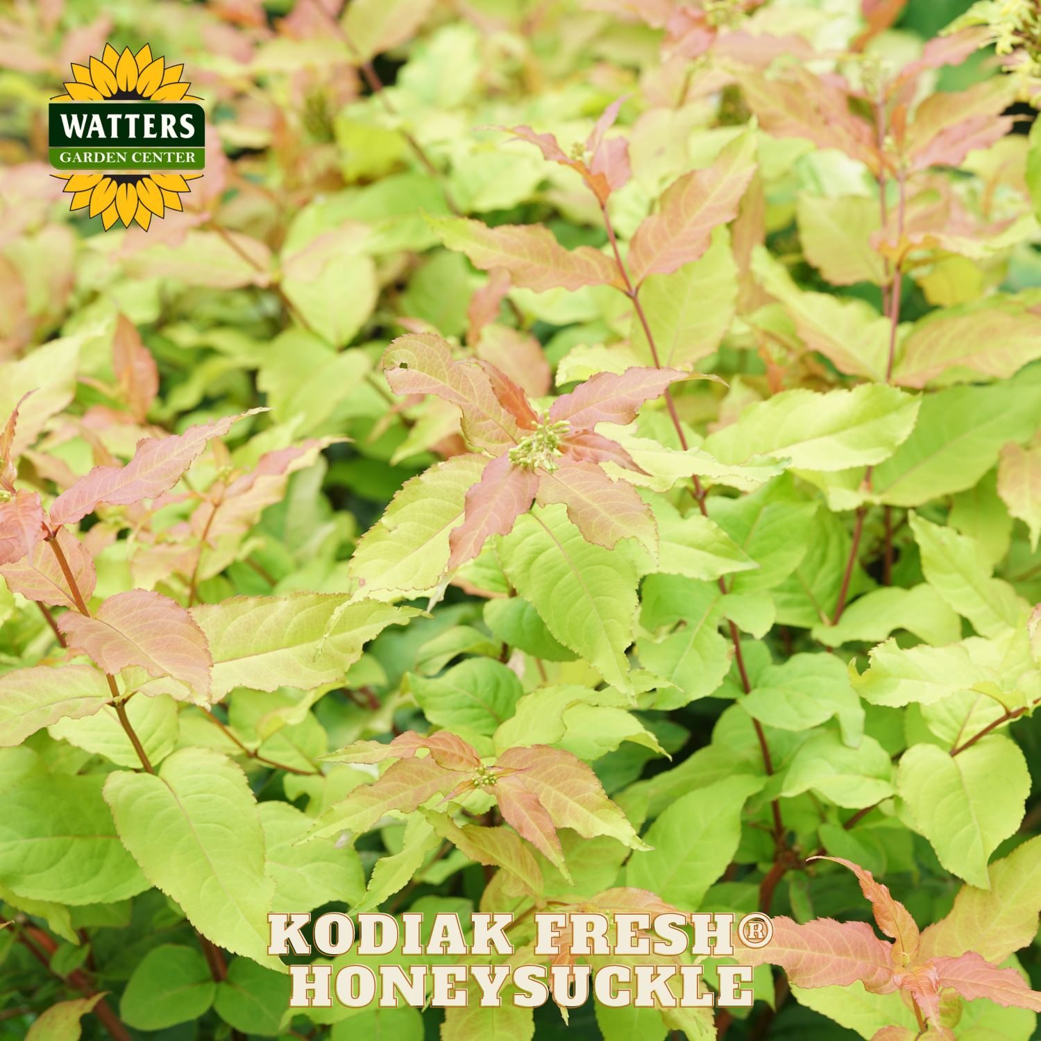 Kodiak Fresh Honeysuckle plant with Watters Garden Center logo.
