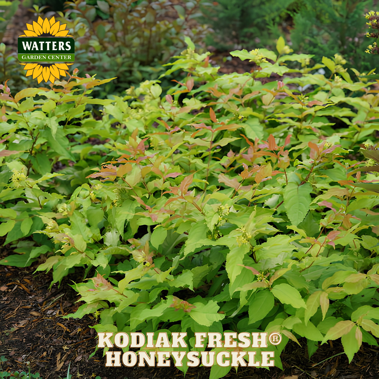Kodiak Fresh Honeysuckle plant with Watters Garden Center branding.