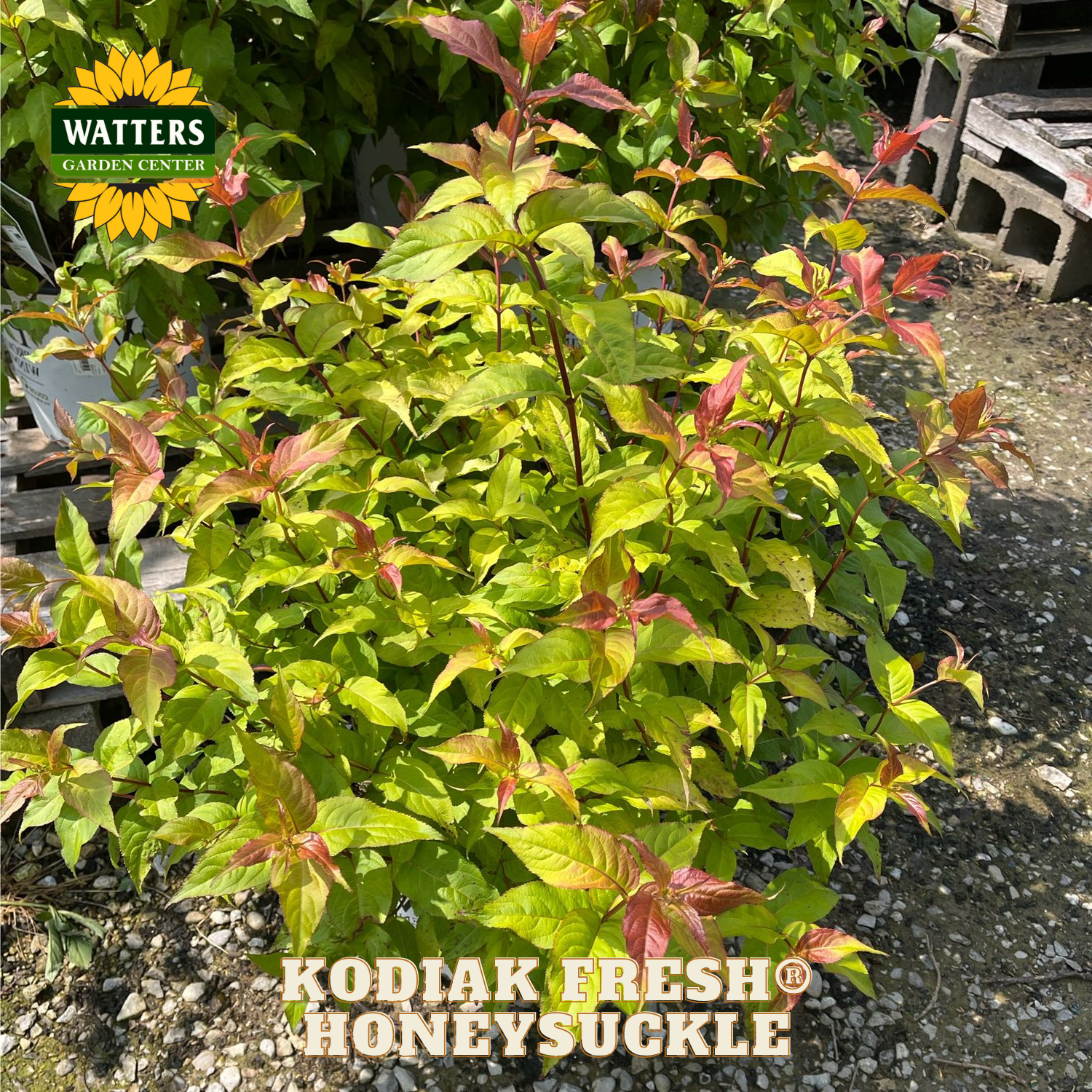 Kodiak Fresh Honeysuckle plant with Watters Garden Center branding.