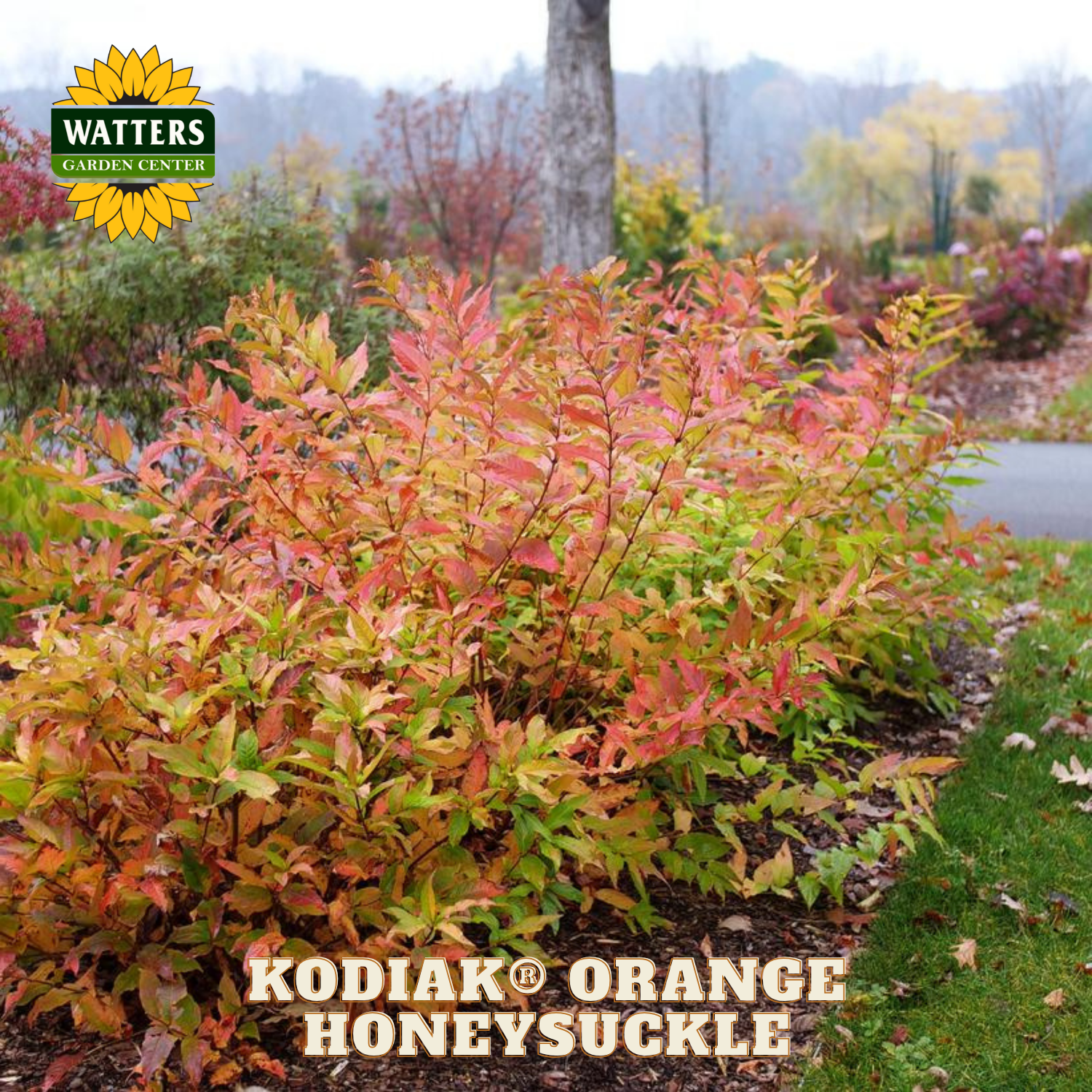 Kodiak Orange Honeysuckle plant in a garden setting with Watters Garden Center branding.