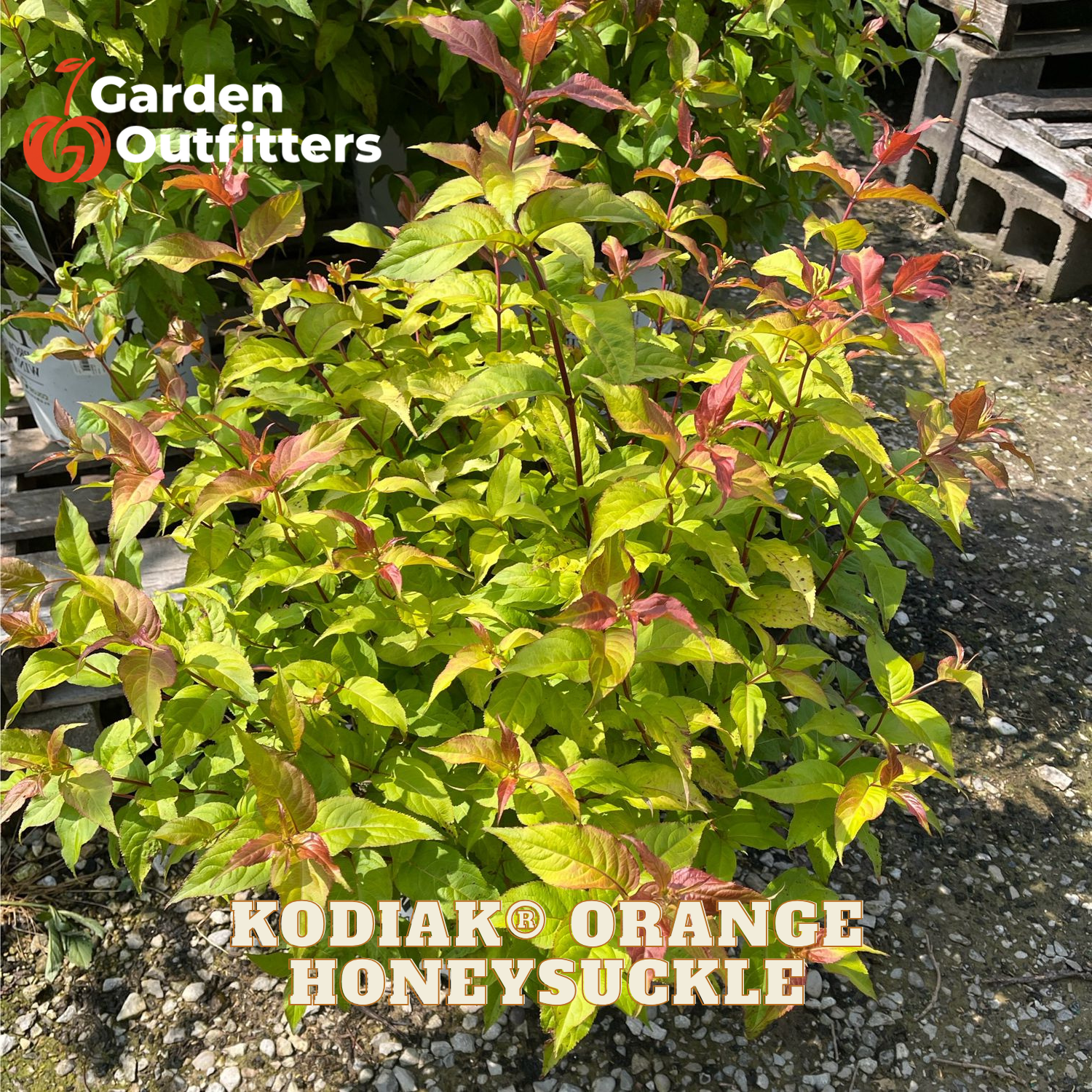 A live plant of Kodiak Orange Honeysuckle, featuring bright yellow-green leaves with reddish-orange tips, shown in a nursery setting with gravel and other plants. The 'Garden Outfitters' logo is in the top-left corner, and the text 'KODIAK ORANGE HONEYSUCKLE' is at the bottom.