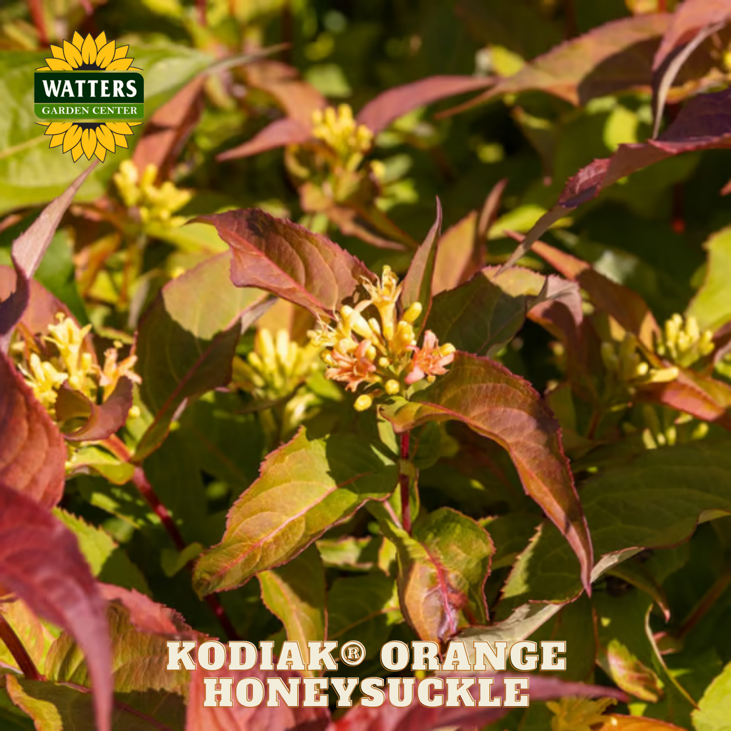 Kodiak Orange Honeysuckle plant with Watters Garden Center logo.
