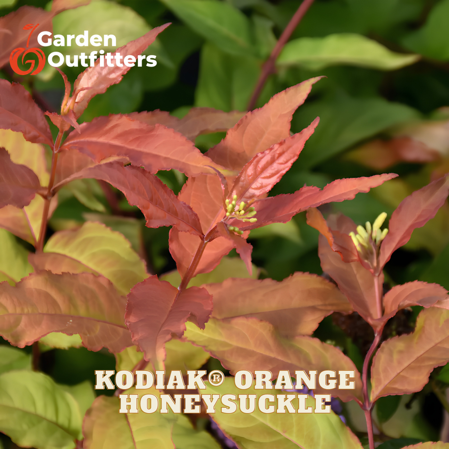 Close-up of a hollyhock plant with bright orange-red leaves and small pale yellow flowers, with Garden Outfitters branding and the text 'KODIAK ORANGE HONEYSUCKLE' overlaid.