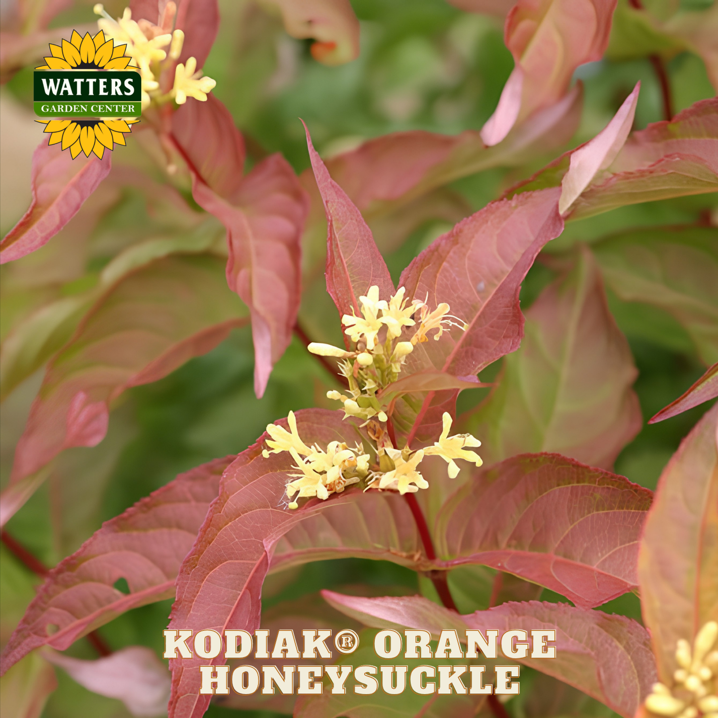 Kodiak Orange Honeysuckle plant with pink leaves and yellow flowers, featuring Watters Garden Center logo.
