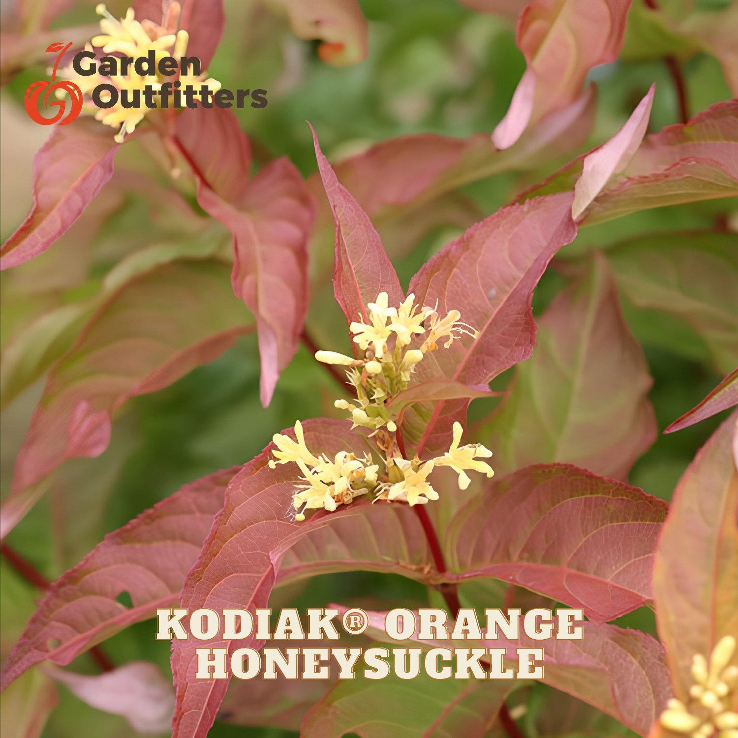 Close-up of a hollyhock plant with reddish-orange leaves and small pale yellow flowers, with Garden Outfitters logo and the text 'KODIAK ORANGE HONEYSUCKLE' overlaid on the image.