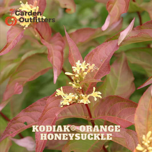Close-up of a hollyhock plant with reddish-orange leaves and small pale yellow flowers, with Garden Outfitters logo and the text 'KODIAK ORANGE HONEYSUCKLE' overlaid on the image.