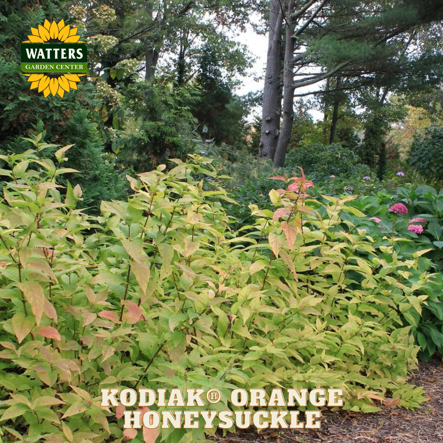 Kodiak Orange Honeysuckle plant in a garden setting with Watters Garden Center branding.